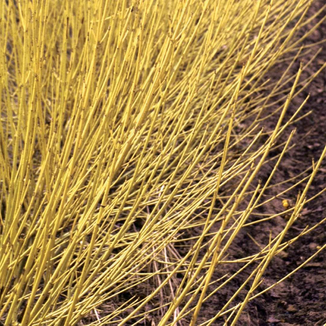Proven Winners COUPRC1117800 Arctic Fire Yellow Red-Osier Dogwood (Cornus) Feature Shrub in 1 -Quart Pot 1.0 -Pack with White Blooms