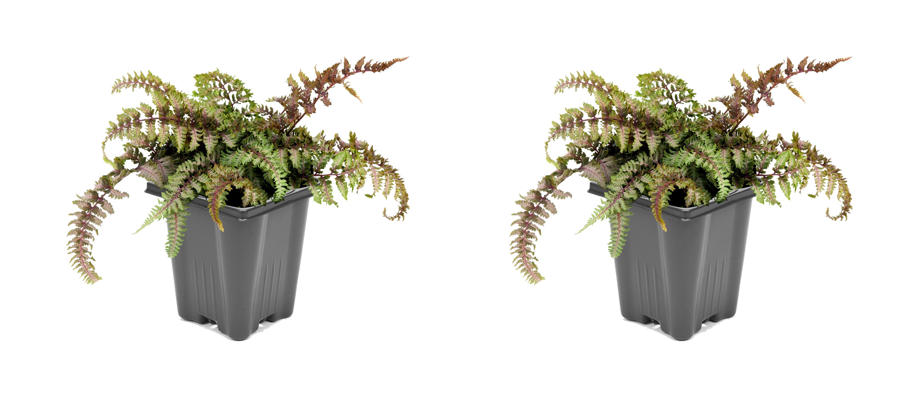  1823 Athyrium Fern Plant in 1 -Quart Pot 2.0 -Pack