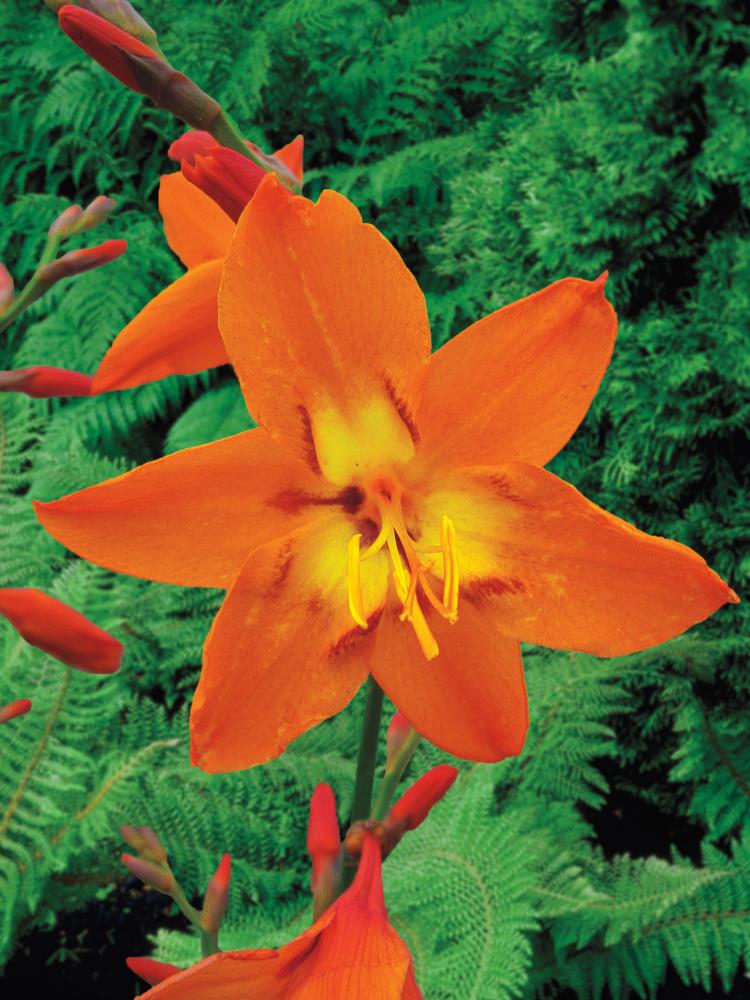 Breck's 89387 Orange Star Of The East Crocosmia Bulbs Bagged 10-Count