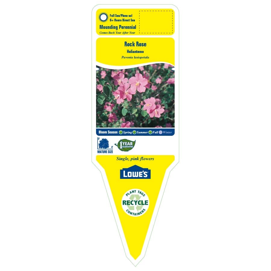 Lowe's NURSERY perennials - View #2