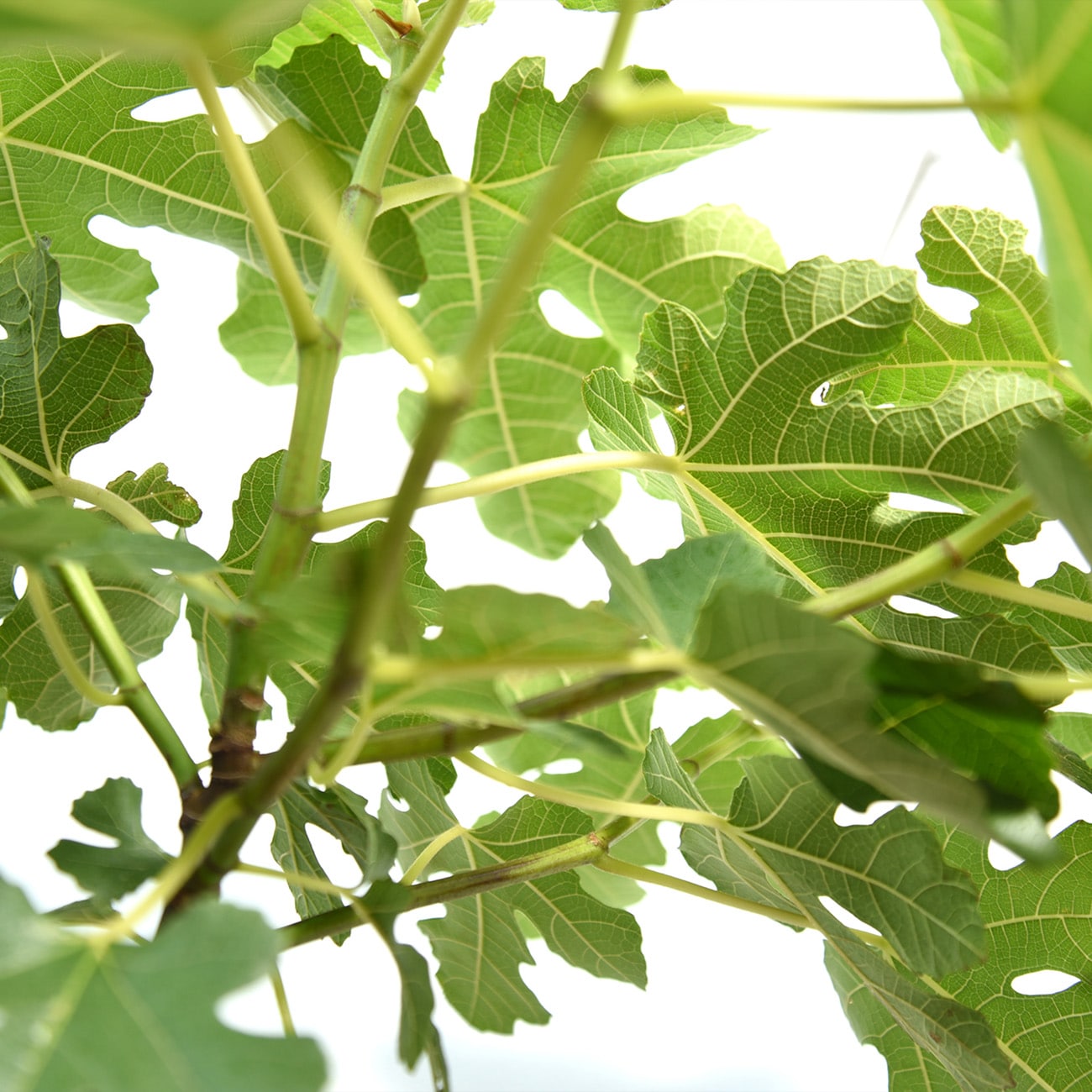 Perfect Plants LOCHICAGOHARDYFIG3G trees - View #5