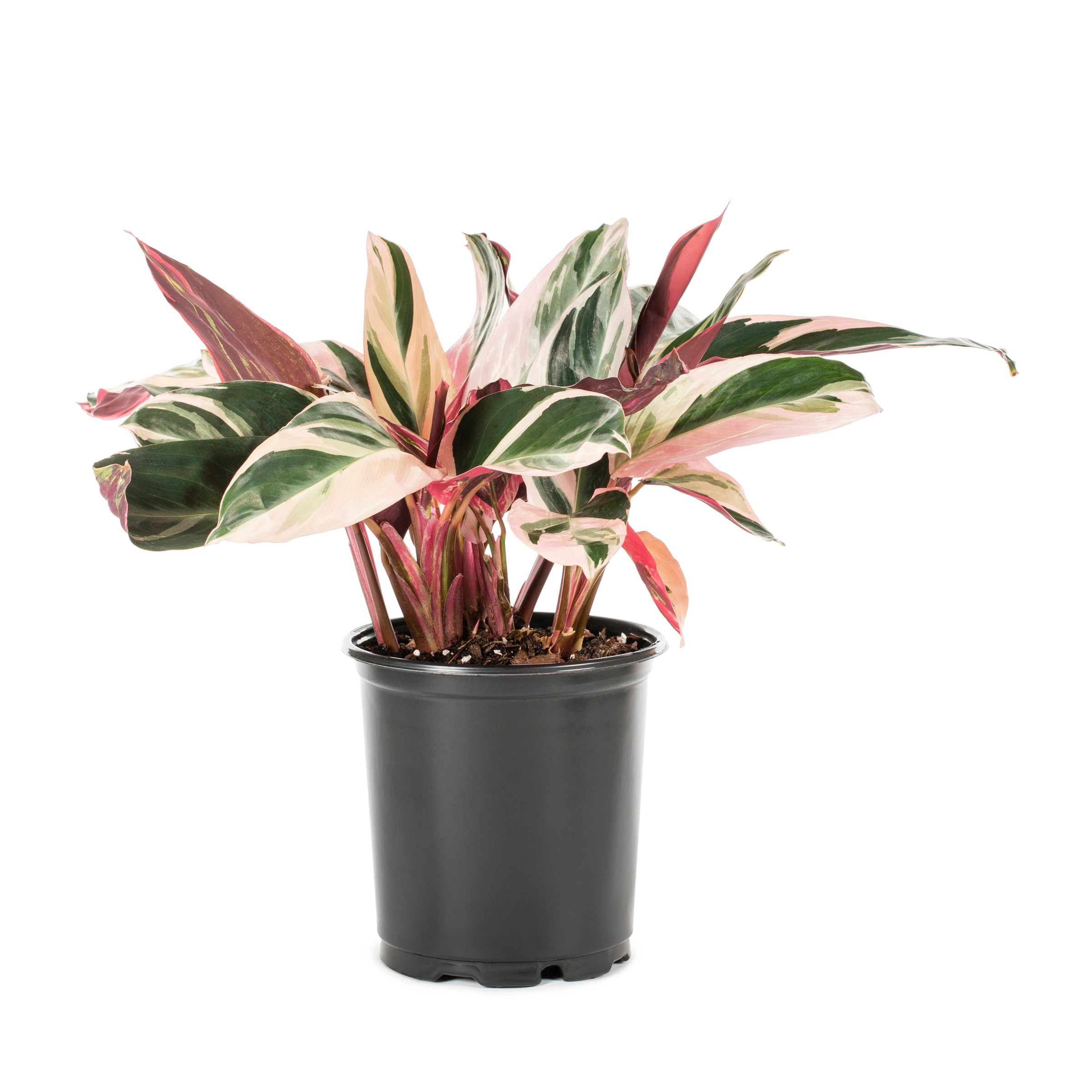 Lowe's NURSERY Pink Tricolor Ginger Plant in 2.5-Quart Pot