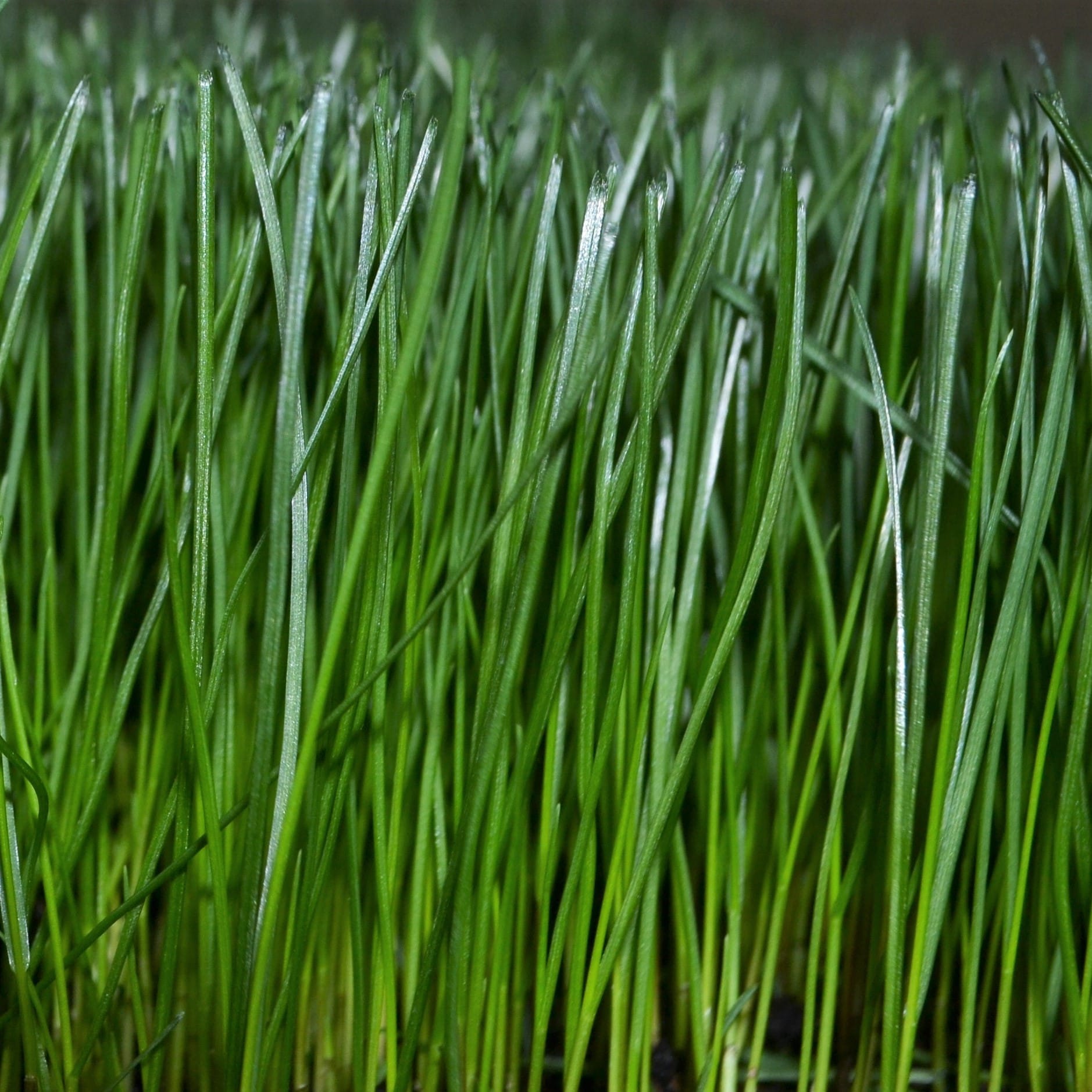 Lebanon 2854638 Grass-Seed - View #4