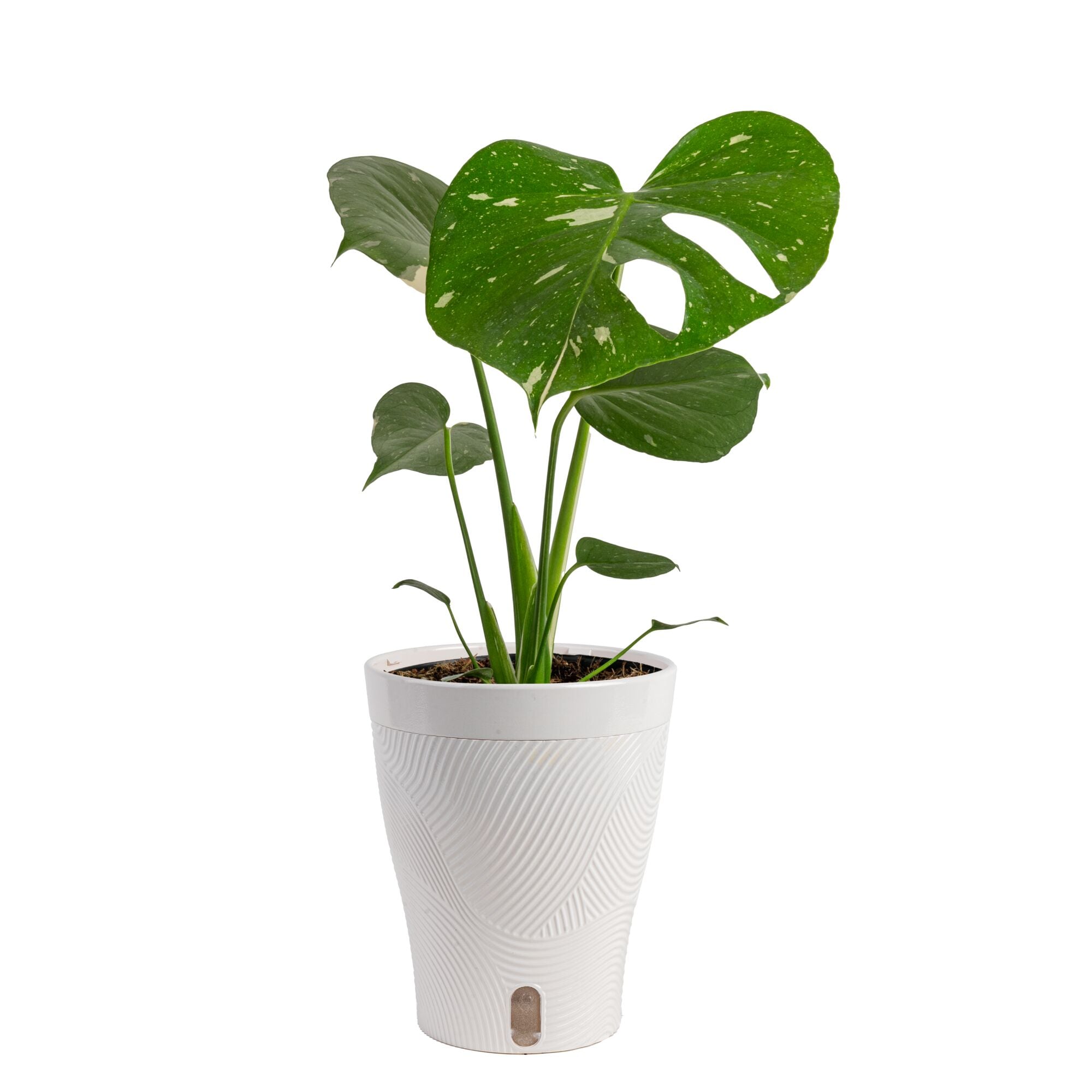 Costa Farms Trending Tropicals Thai Constallation Monstera House plant in 1.4 Quart(s) Self-watering pot 1 -Pack