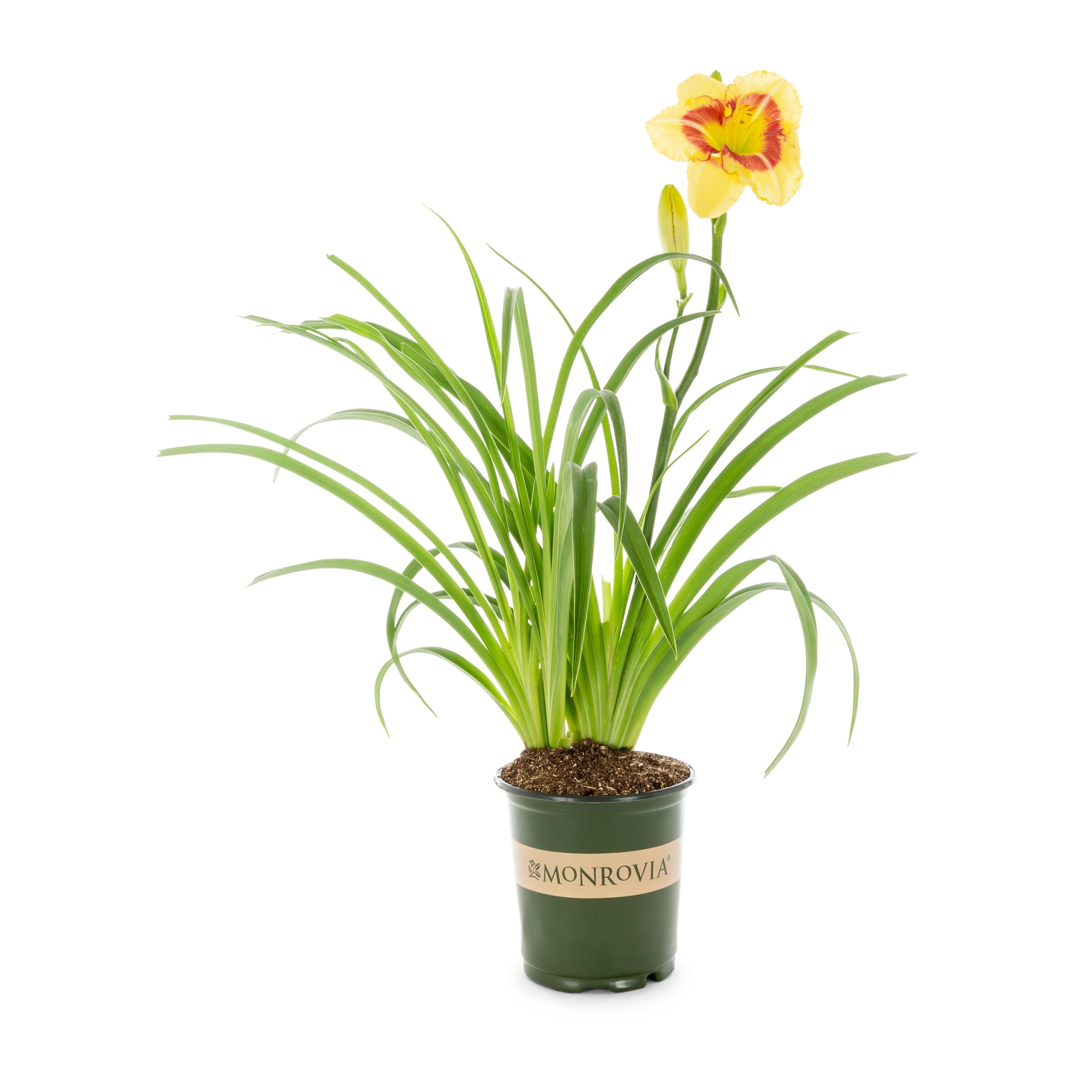 Monrovia NURSERY Multicolor Daylily Monterey Jack Plant in 2.50 -Quart Pot 1.0 -Pack
