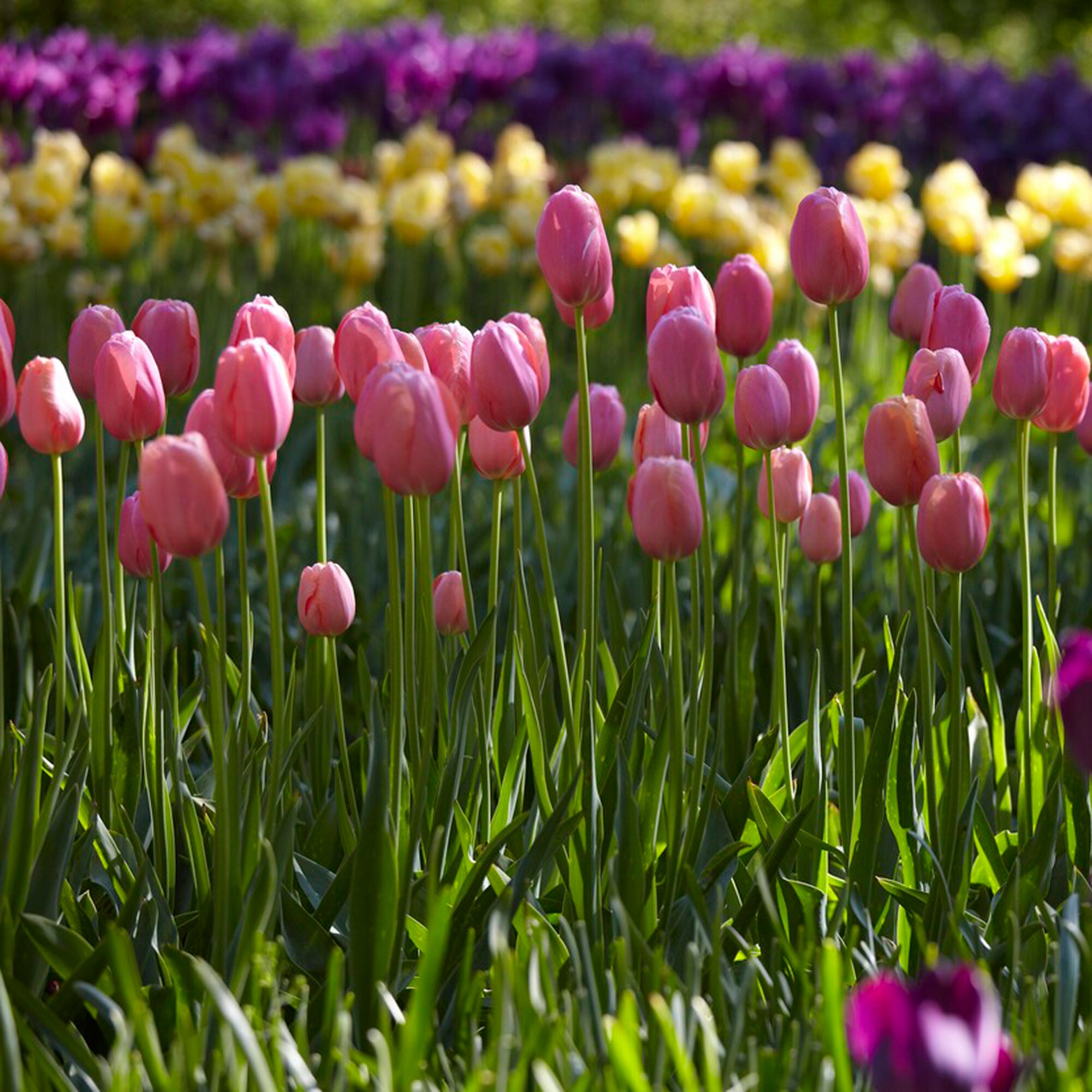 Garden State Bulb ECF-51-100-04 Plant-Bulbs - View #6