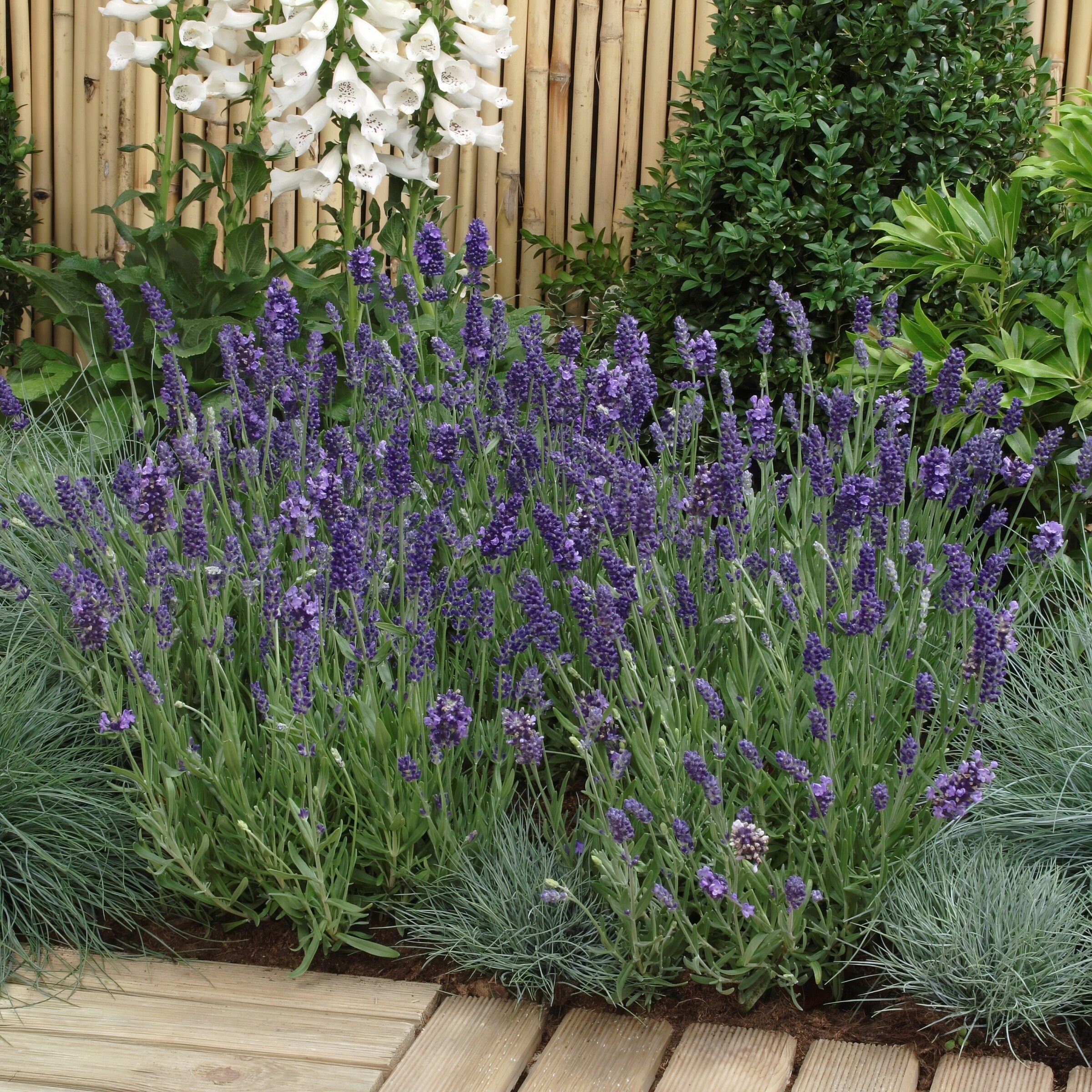 National Plant Network LW1722 perennials - View #3