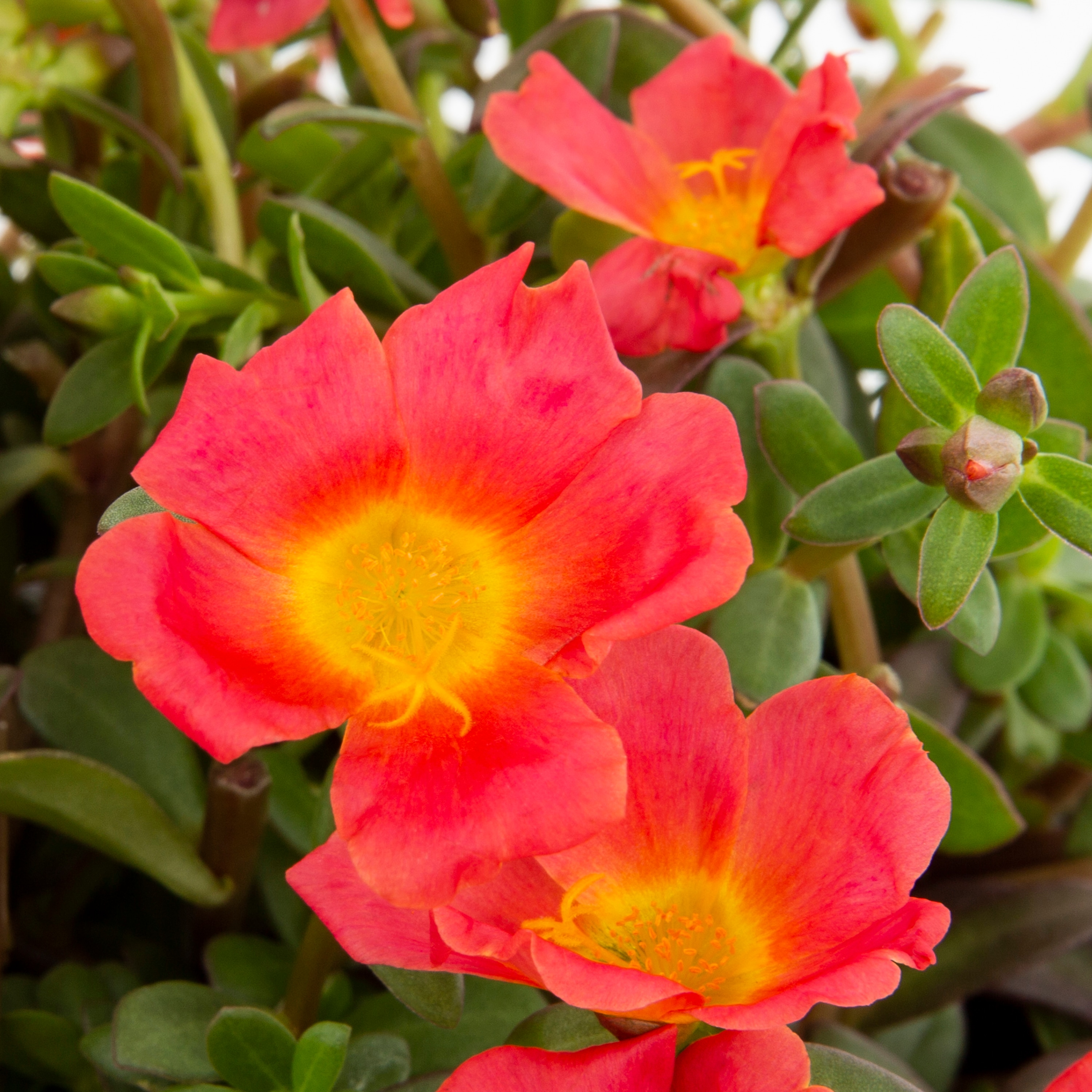 Metrolina Greenhouses 4779 annuals - View #2