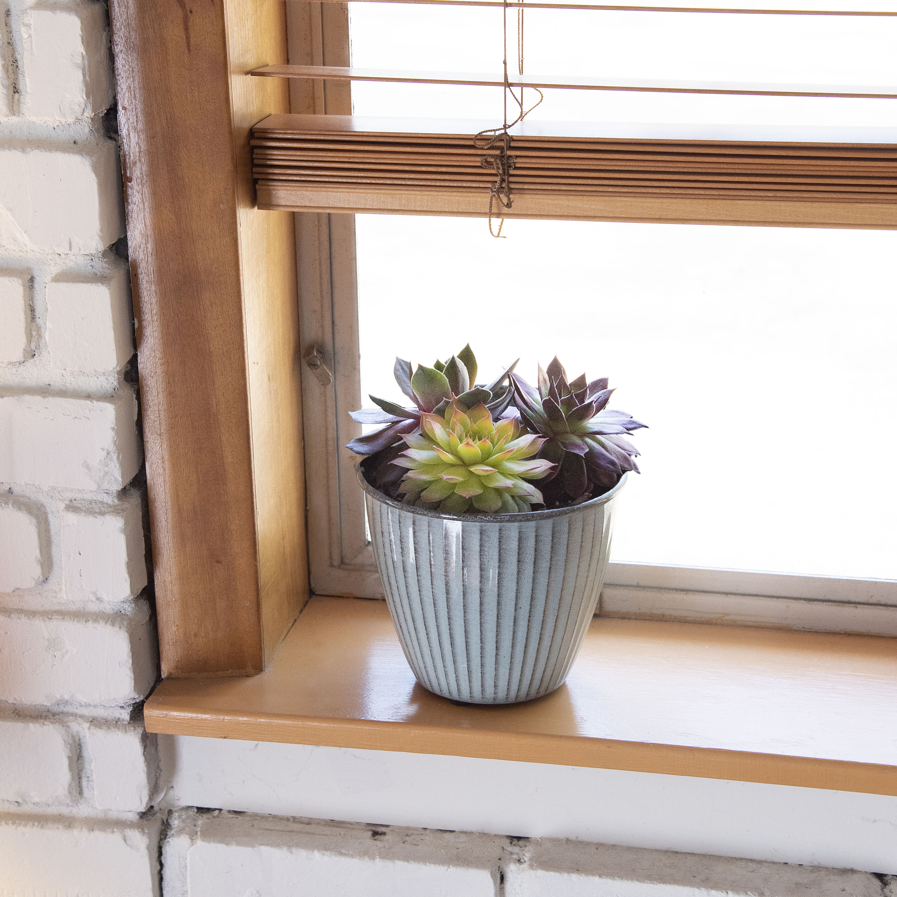 National Plant Network LW7674 Cacti-Succulents - View #2