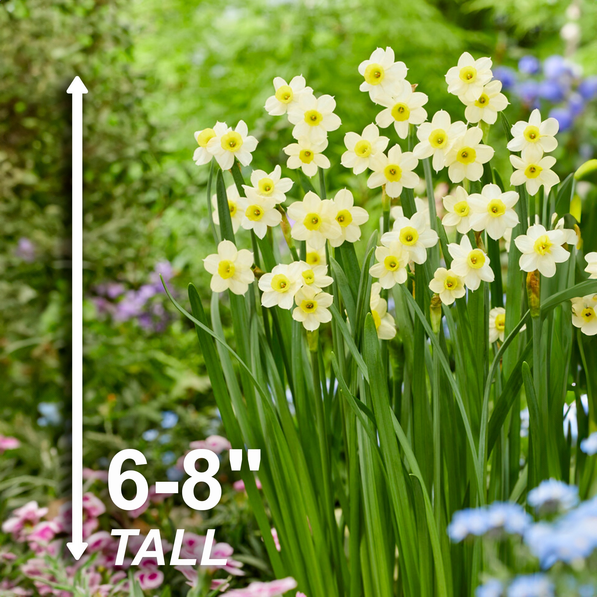 Garden State Bulb ECF-118-25-01 Plant-Bulbs - View #3