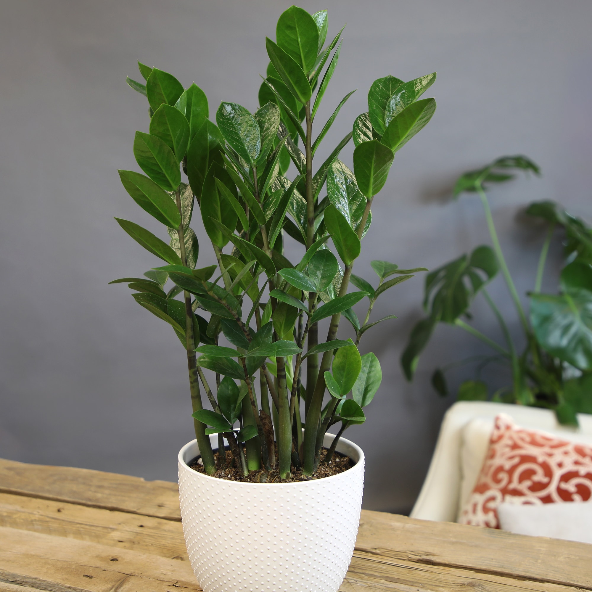 Altman Plants 0873095 hseplants - View #10