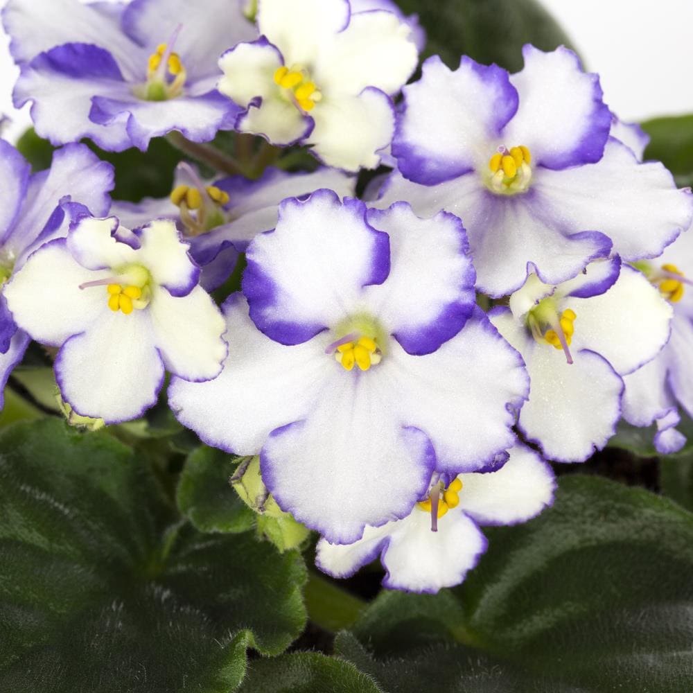 Lowe's Multicolor African Violet House Plant in 1-Pint Pot in the House ...