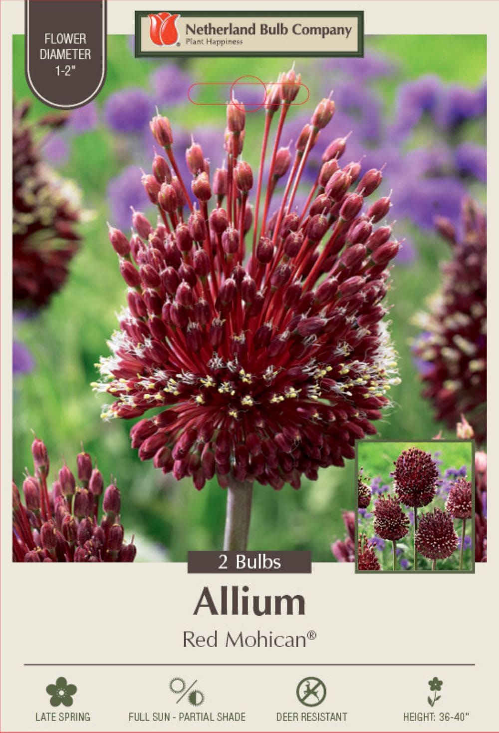 Hirt's Gardens NETHERLANDRM4670 Red Mohican Allium - Deep Red Blooms and Fragrant - 2 Bulbs - 10 cm