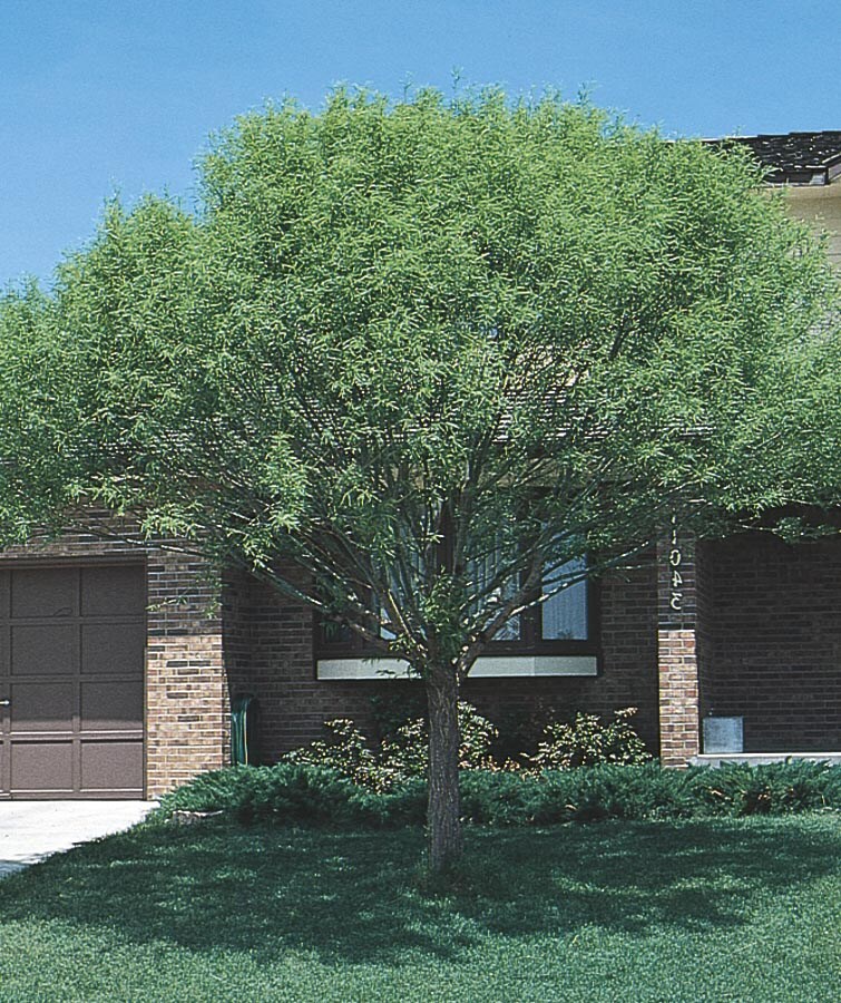 Lowe's NURSERY -Gallon Shade Globe Willow In pot (with soil)
