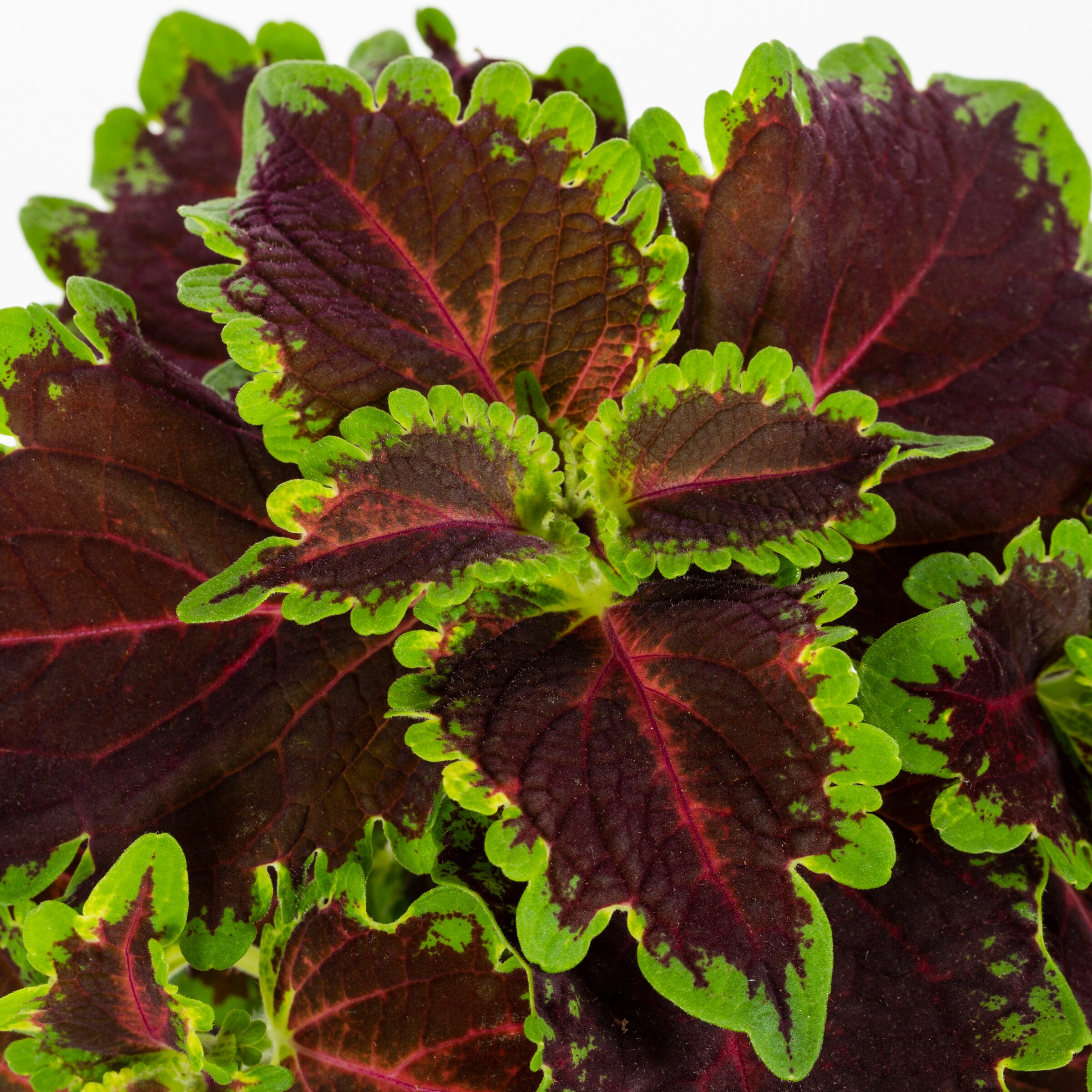 Lowe's NURSERY annuals - View #4