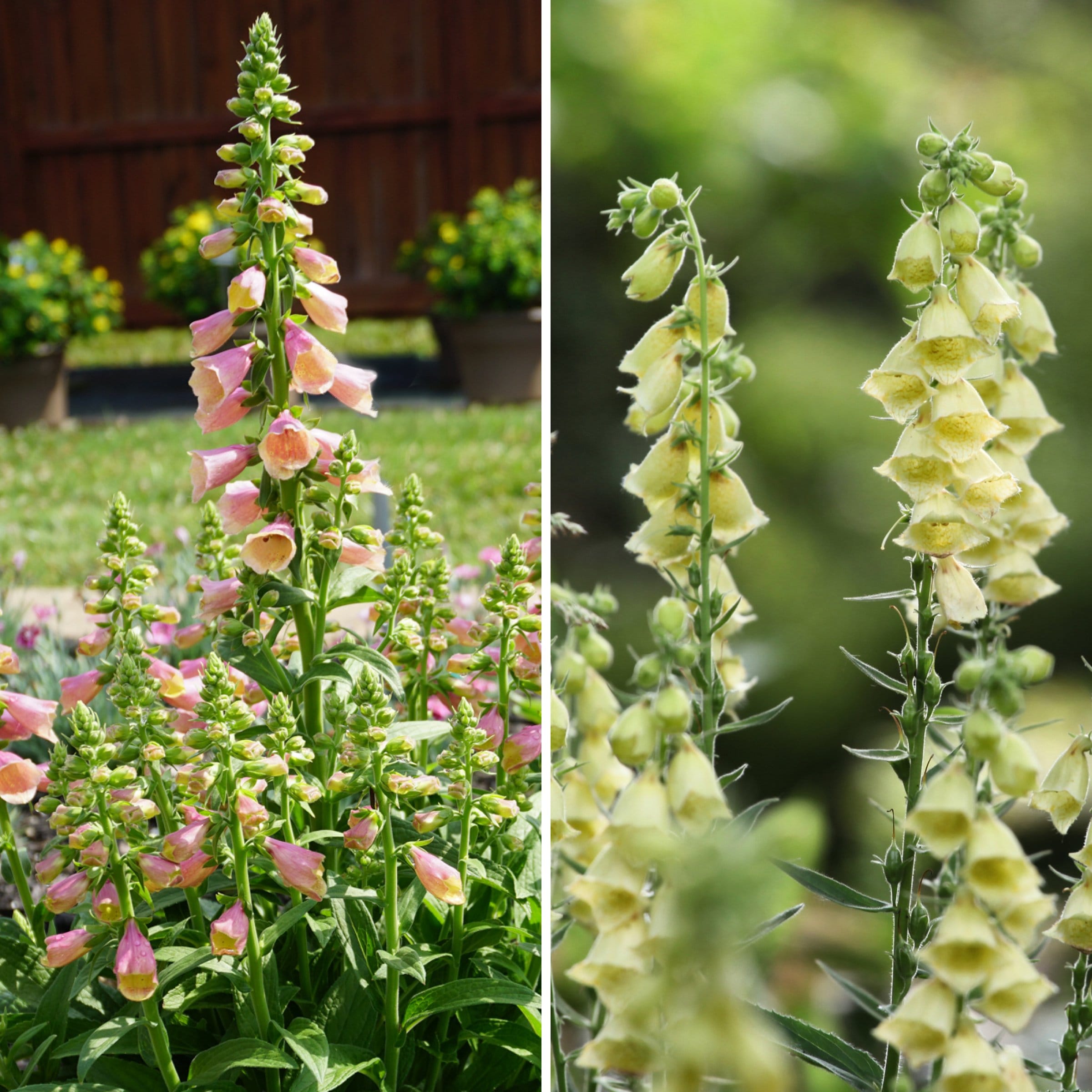 National Plant Network LW1975 Multicolor Digitalis Arctic Fox Foxglove Collection Plant in 4 -in Pot 4 -Pack
