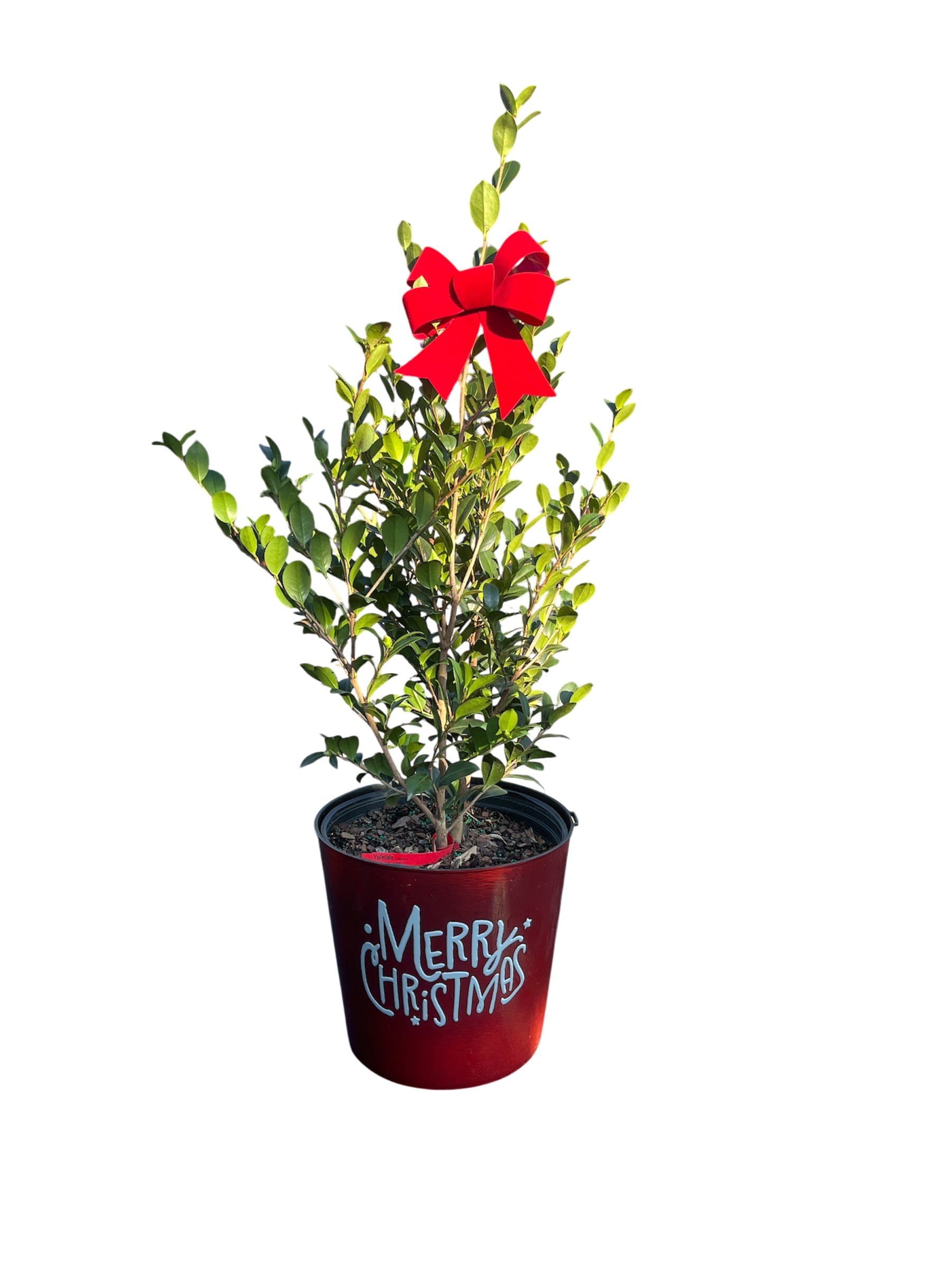 Holiday Living 2.25 -Gallon Yuletide Camellia Photo Film Feature Shrub with Red Blooms 1 -Pack