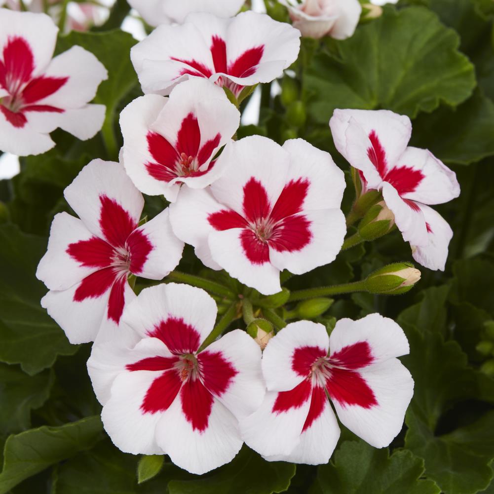 Lowe's NURSERY annuals - View #3