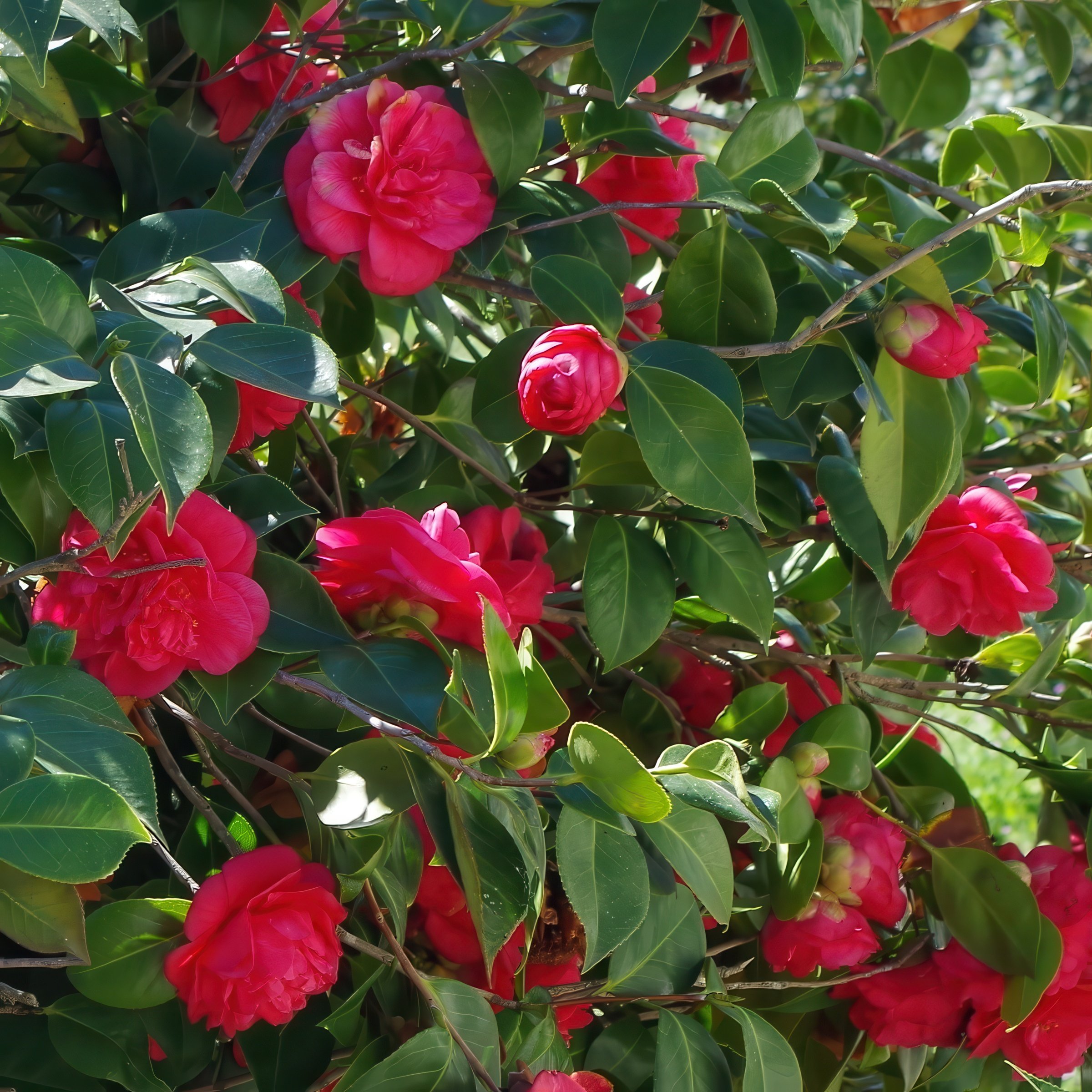 National Plant Network LW2682 shrubs - View #8