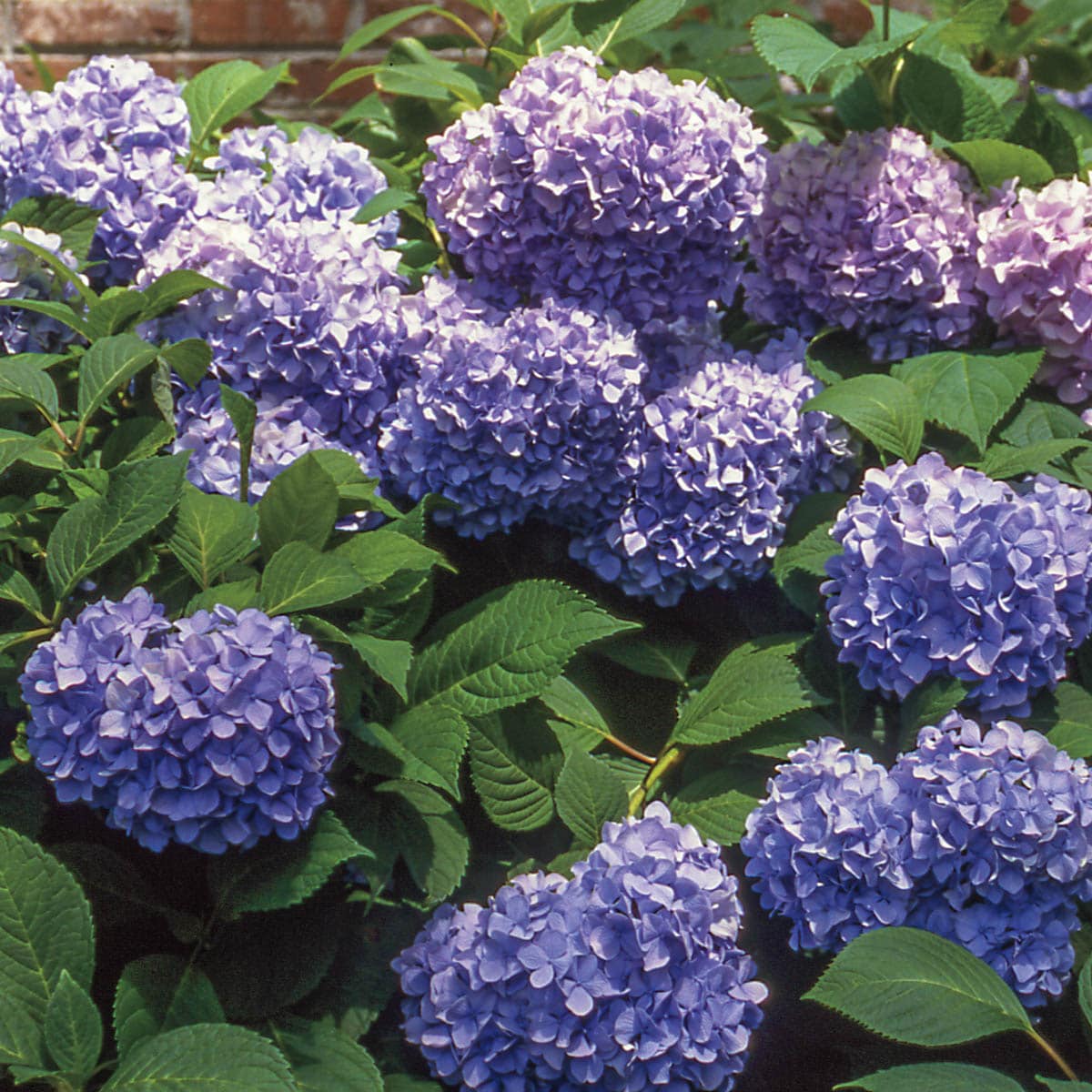 Gurney's Seed and Nursery 90175 shrubs - View #3