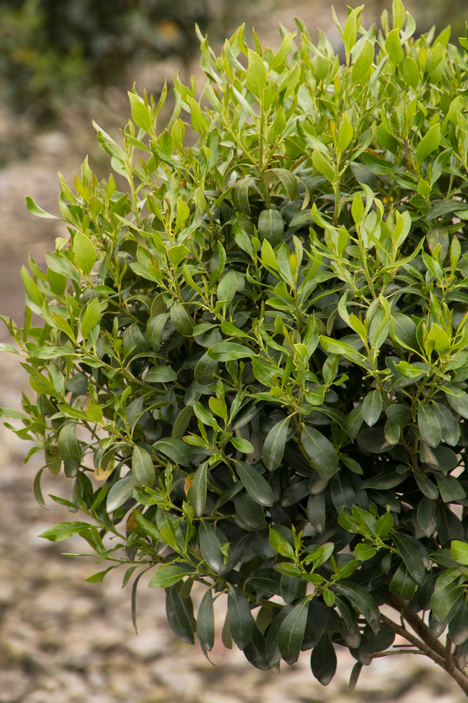 Monrovia KT10704511000200000 shrubs - View #4