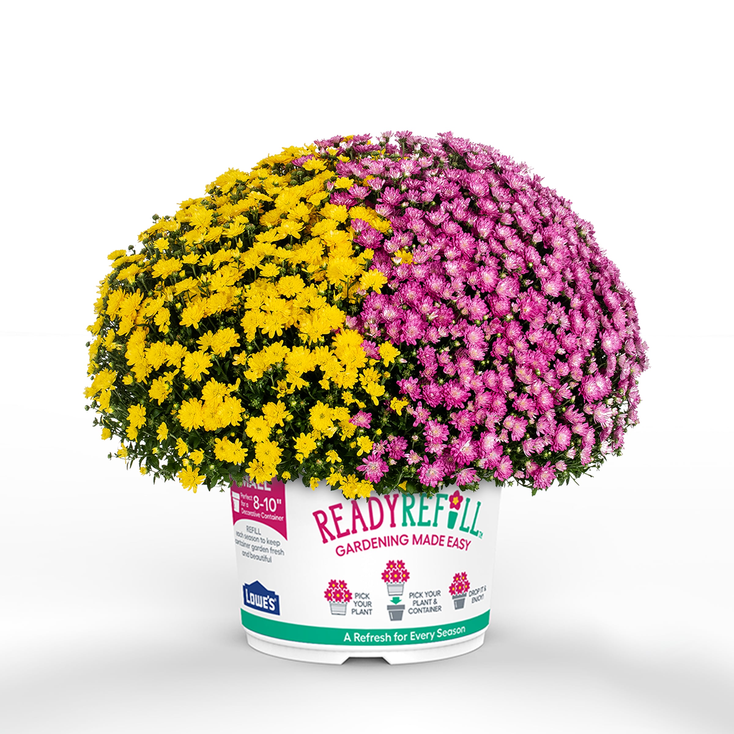Ready Refill NURSERY Multicolor Mums in 2.5-Gallon Pot