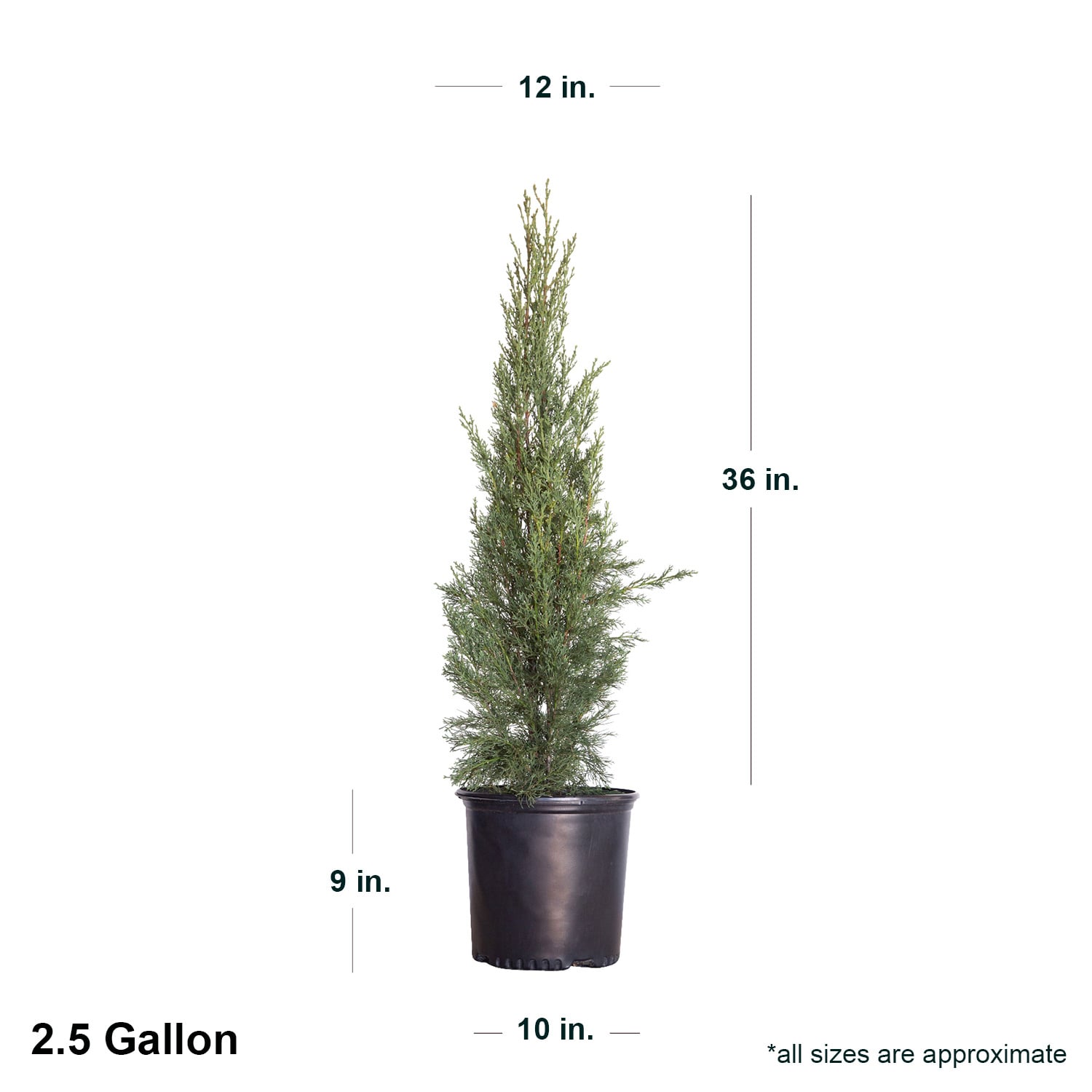 Italian Cypress 2.4 Gallon Narrow Evergreen Tree for Full Sun