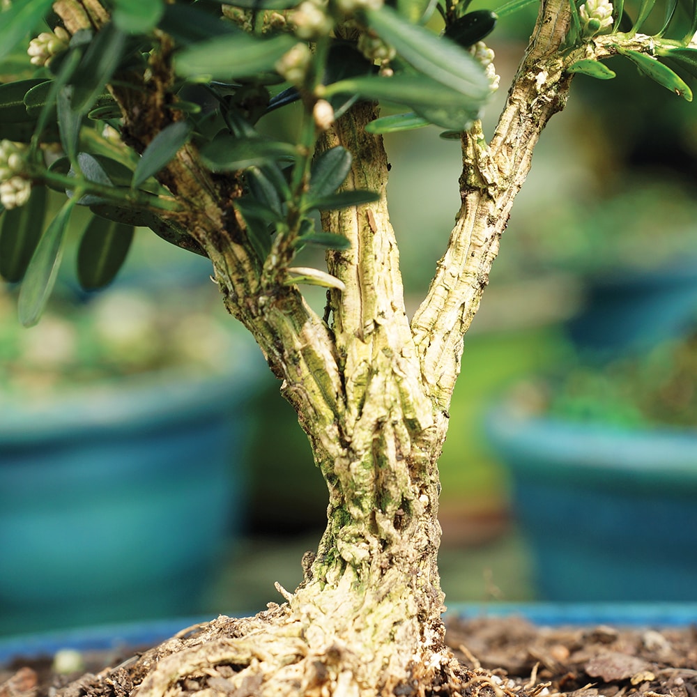 Brussel's Bonsai DT3513HB trees - View #6
