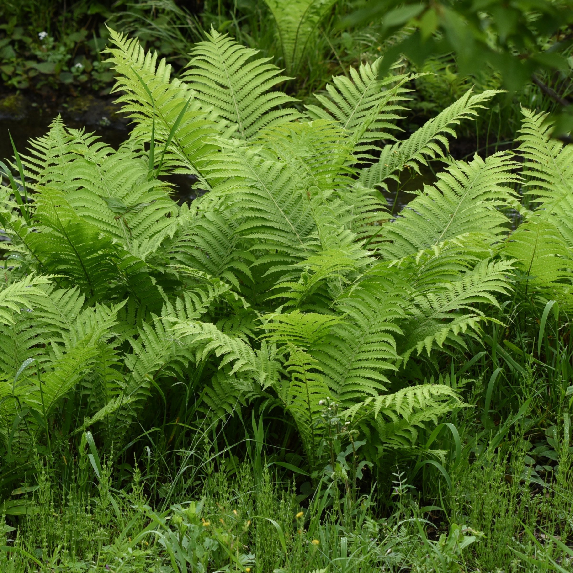 National Plant Network LW2238 perennials - View #5