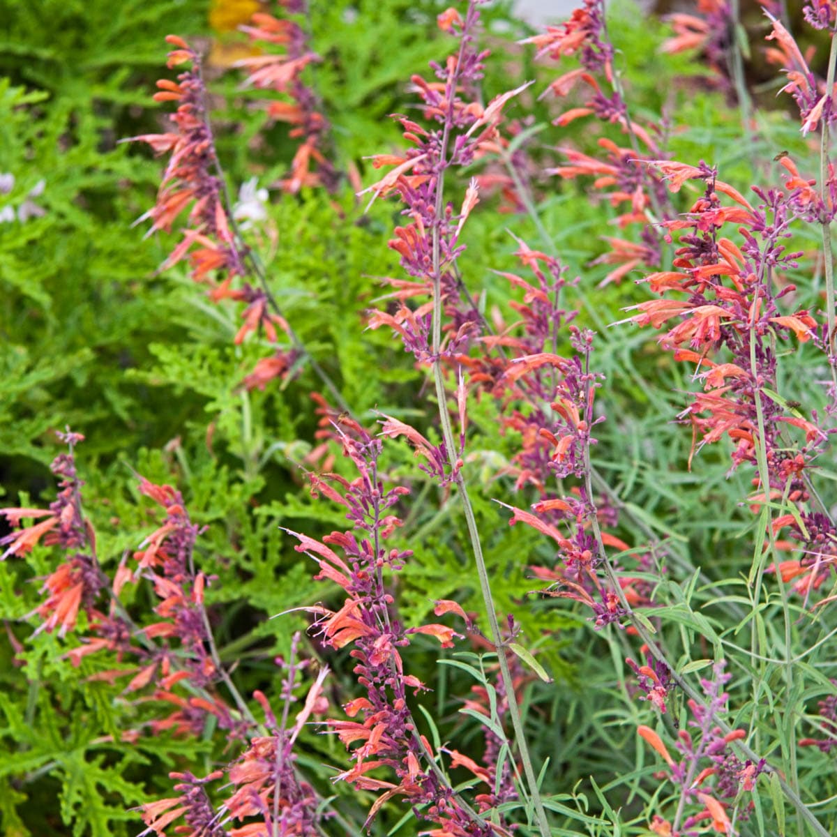 Direct Gardening 96030 perennials - View #3