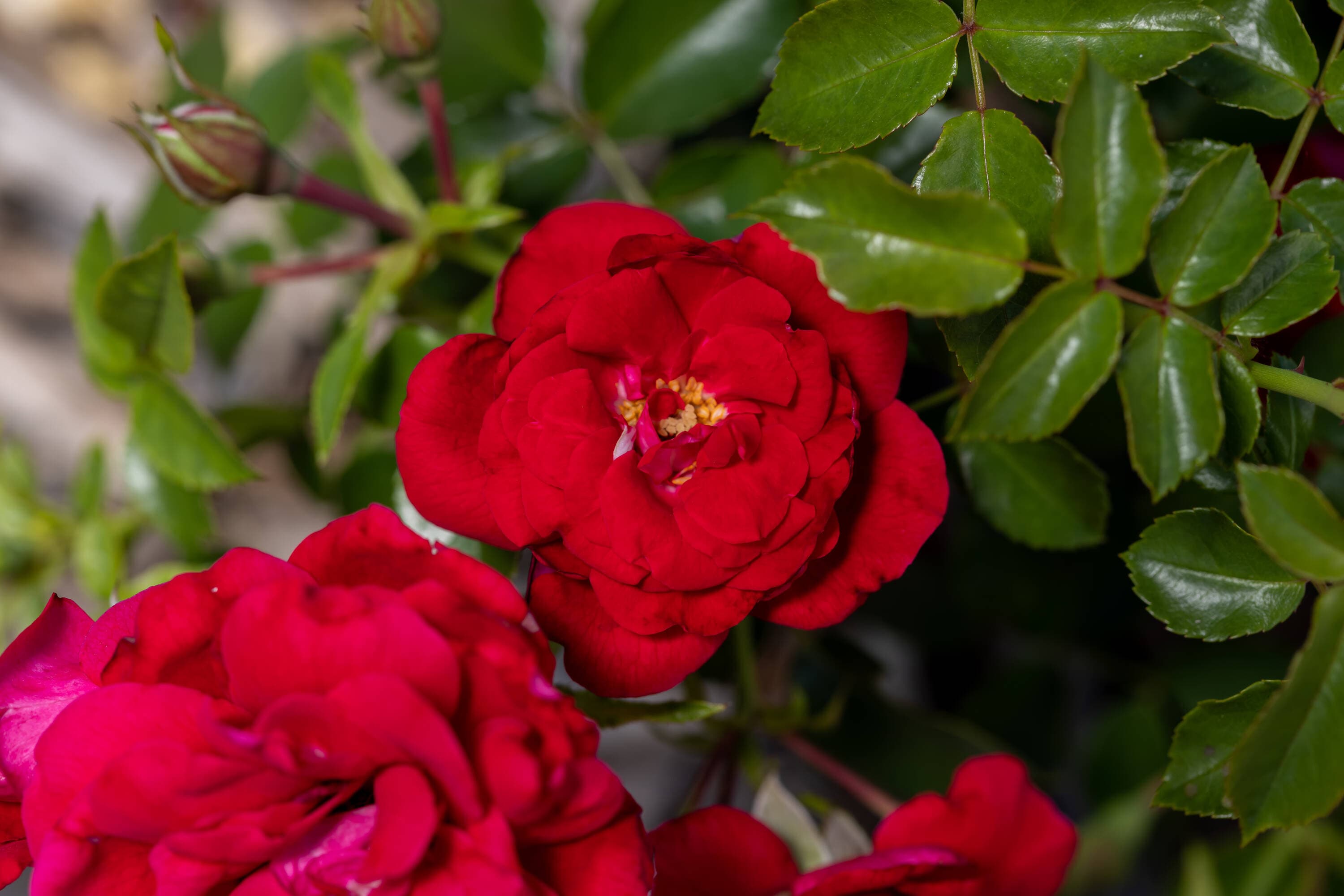 Lowe's NURSERY roses - View #5