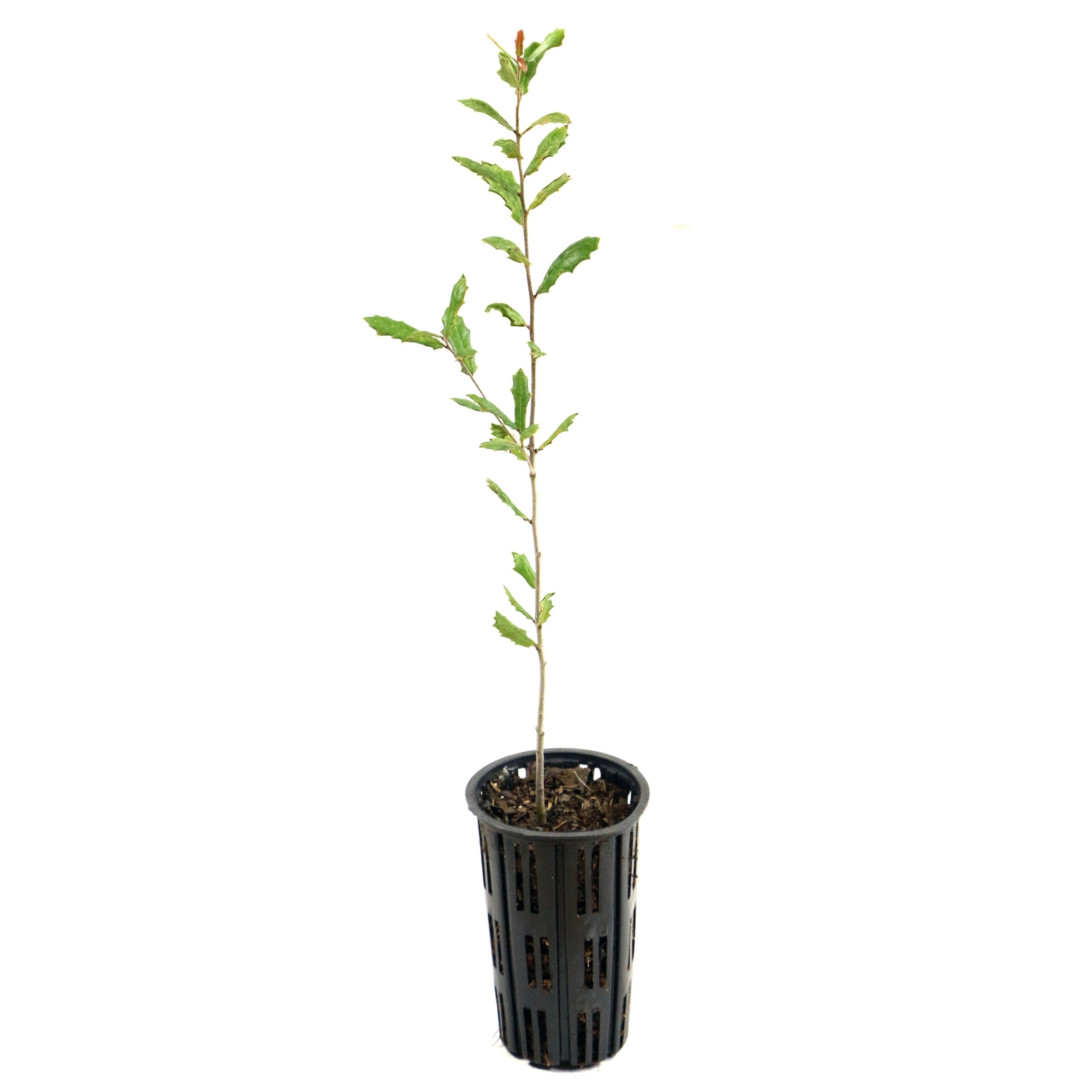 National Plant Network LW3030 8-Pack Shade Oak Tree In Pot (With Soil)