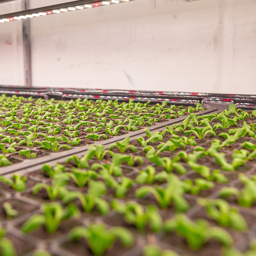 VOLT LOWGL-002 Grow-Lights - View #7