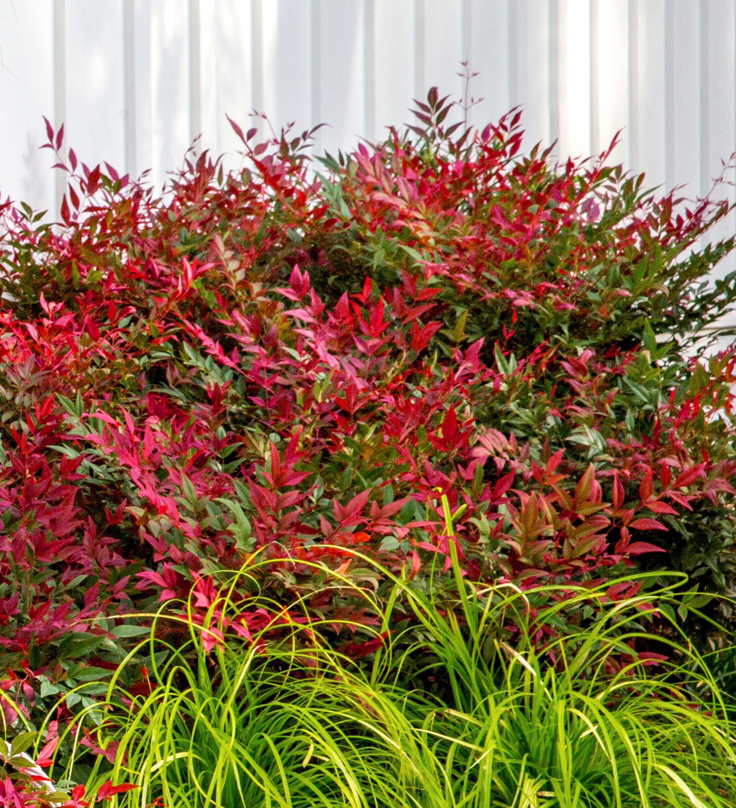 Southern Living Plant Collection 43142TSL-1 shrubs - View #8