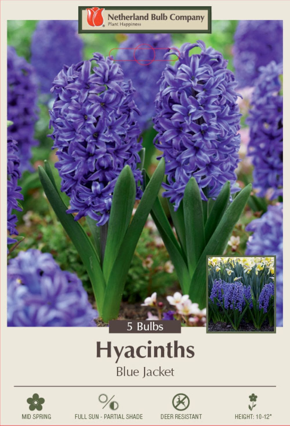 Hirt's Gardens 840344229060 Blue Jacket Hyacinth - True Blue - Fragrant - 15/16 cm Bulbs - 5 Bulbs
