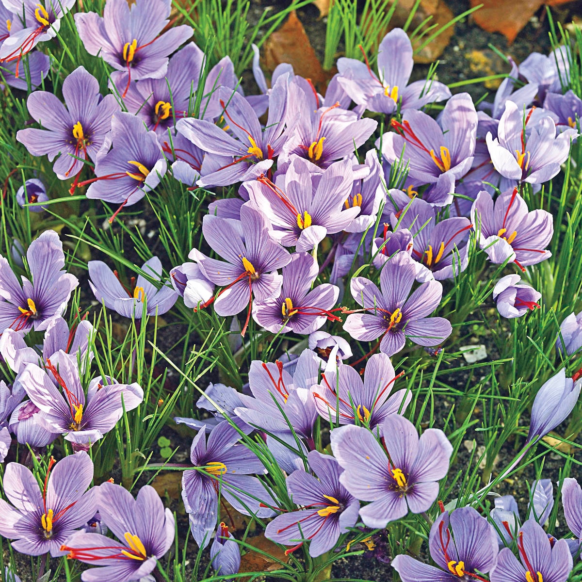 Breck's 70584 Plant-Bulbs - View #3