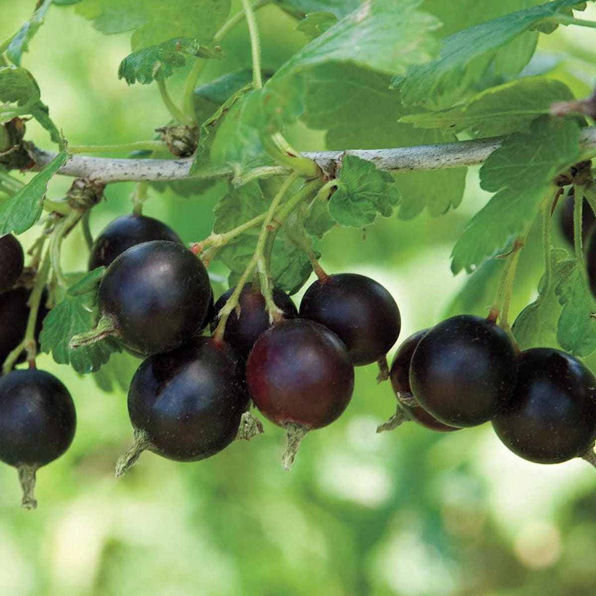 Gurney's Seed and Nursery 73533 1.0 -Pack Jostaberry Plant in Bareroot Spring