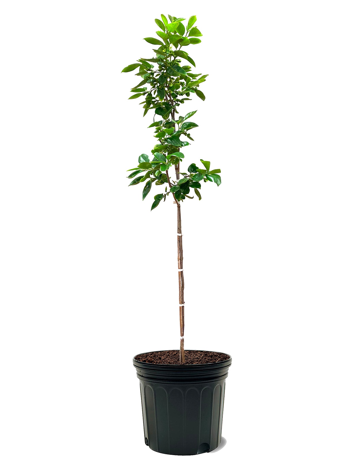 Southern Planters PERJIR07G 7 -Gallon Fruit Fuyu Jiro Persimmon In pot (with soil)