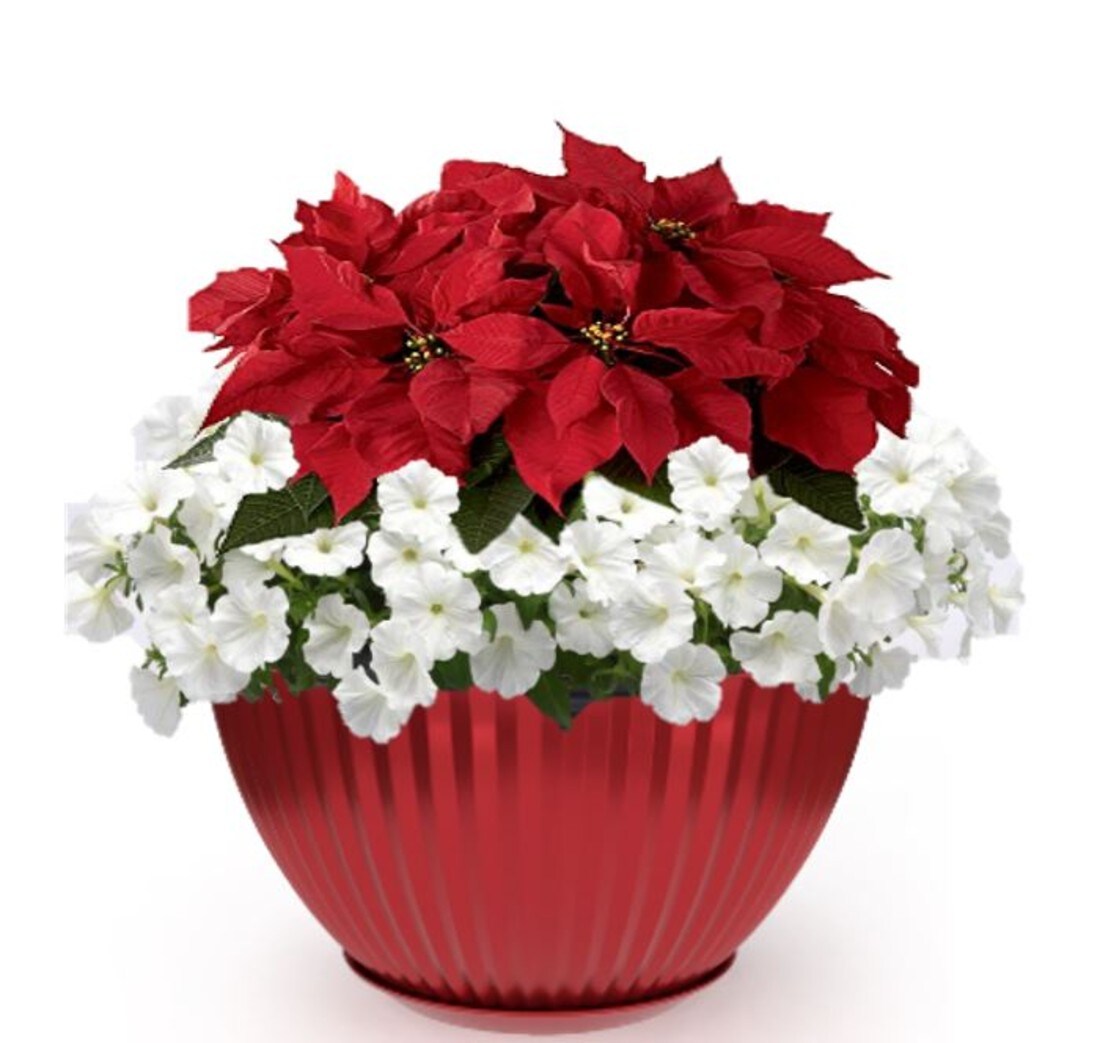  FG00102732 Multicolor Poinsettia Petunia in 1.5 Gallon(s) Planter 1 -Pack