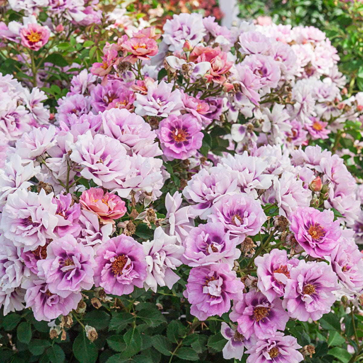 Spring Hill Nurseries 86295 roses - View #3