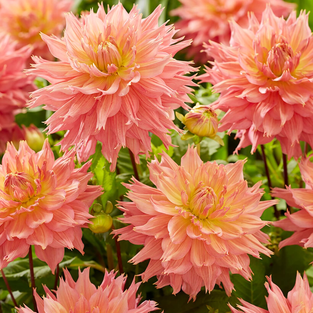 Van Zyverden Multicolor Dahlia Bulbs 5-Count in the Plant Bulbs ...