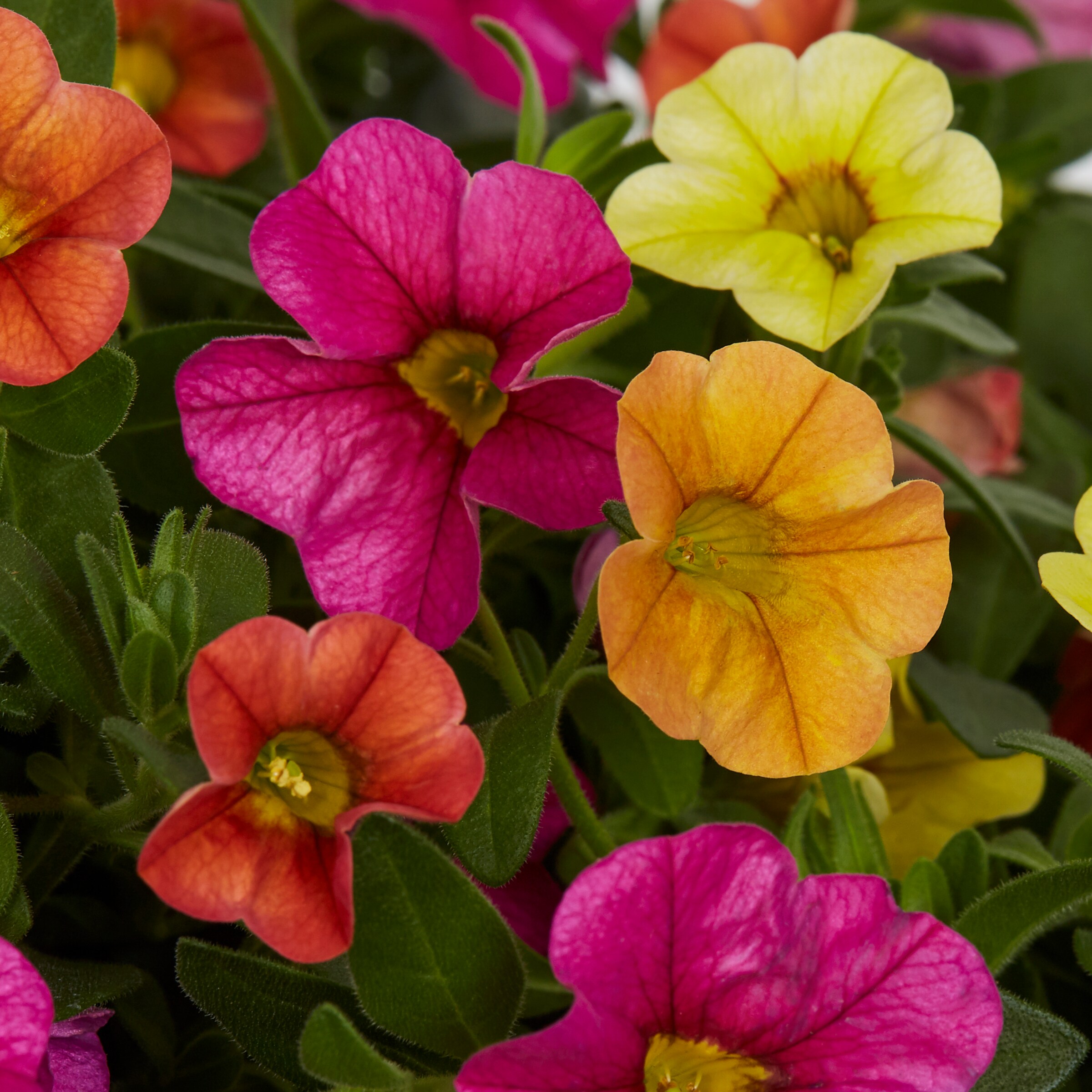 Metrolina Greenhouses Multicolor Calibrachoa in 2-Gallons Hanging ...