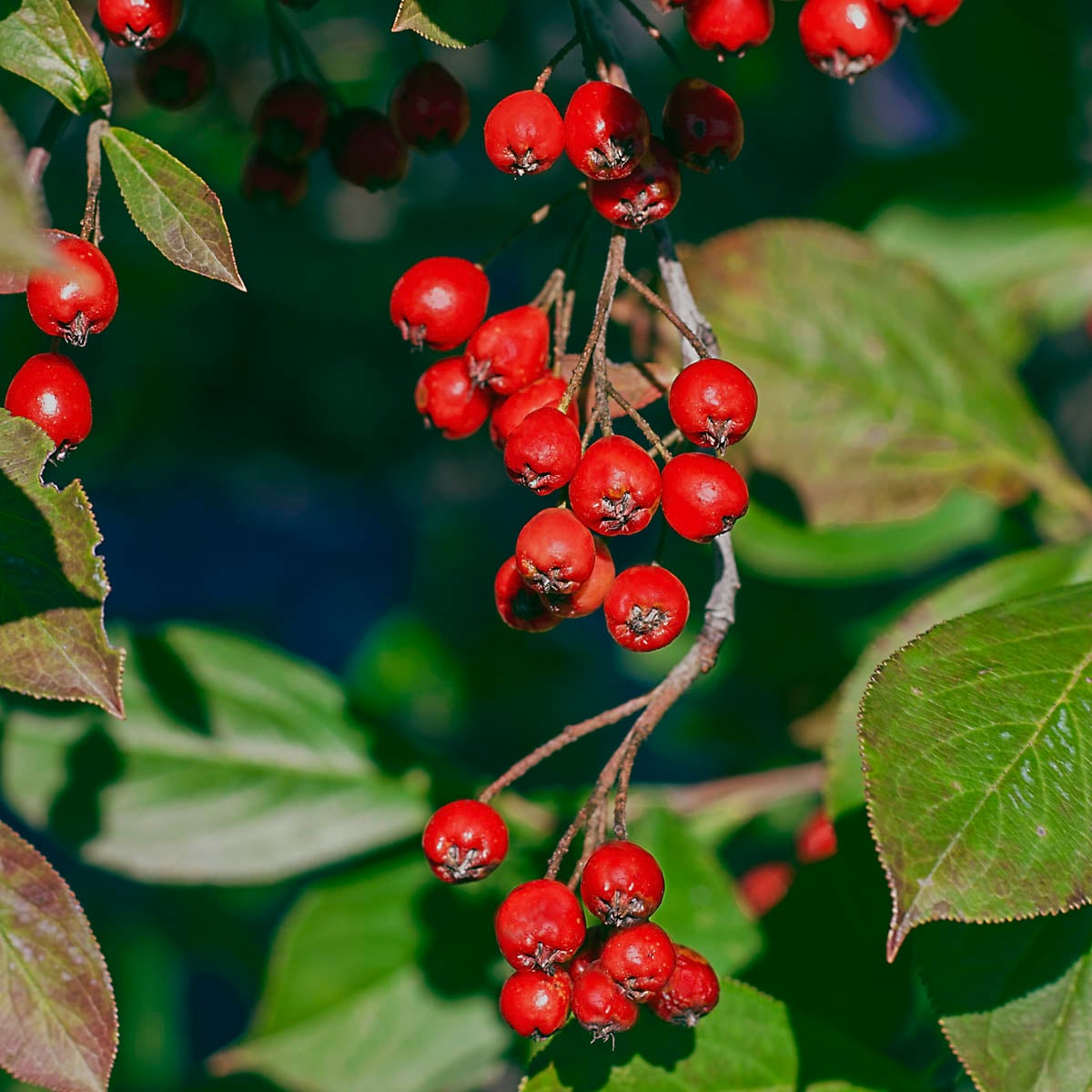Gurney's Seed and Nursery 87610 Brillant Red Chokeberry White Flowering Shrub in 1 -Pack Bare root