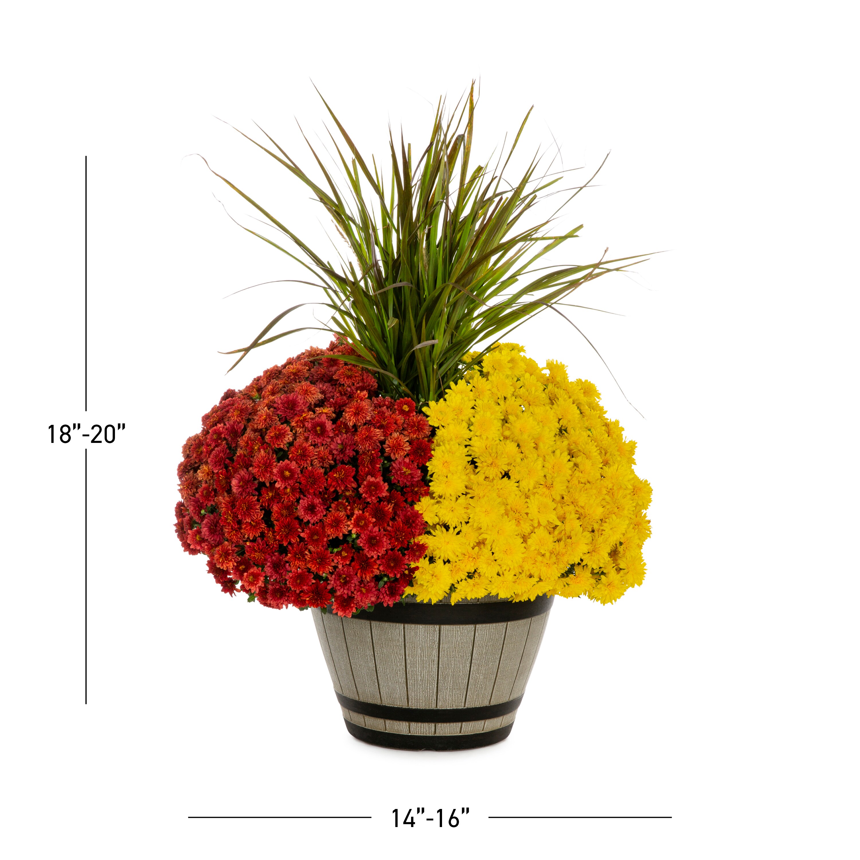 Proven Winner NURSERY annuals - View #3