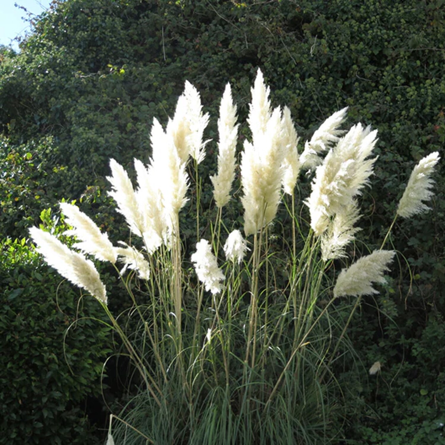 Southern Planters GRSPAM01G Ornamental-Grasses - View #3