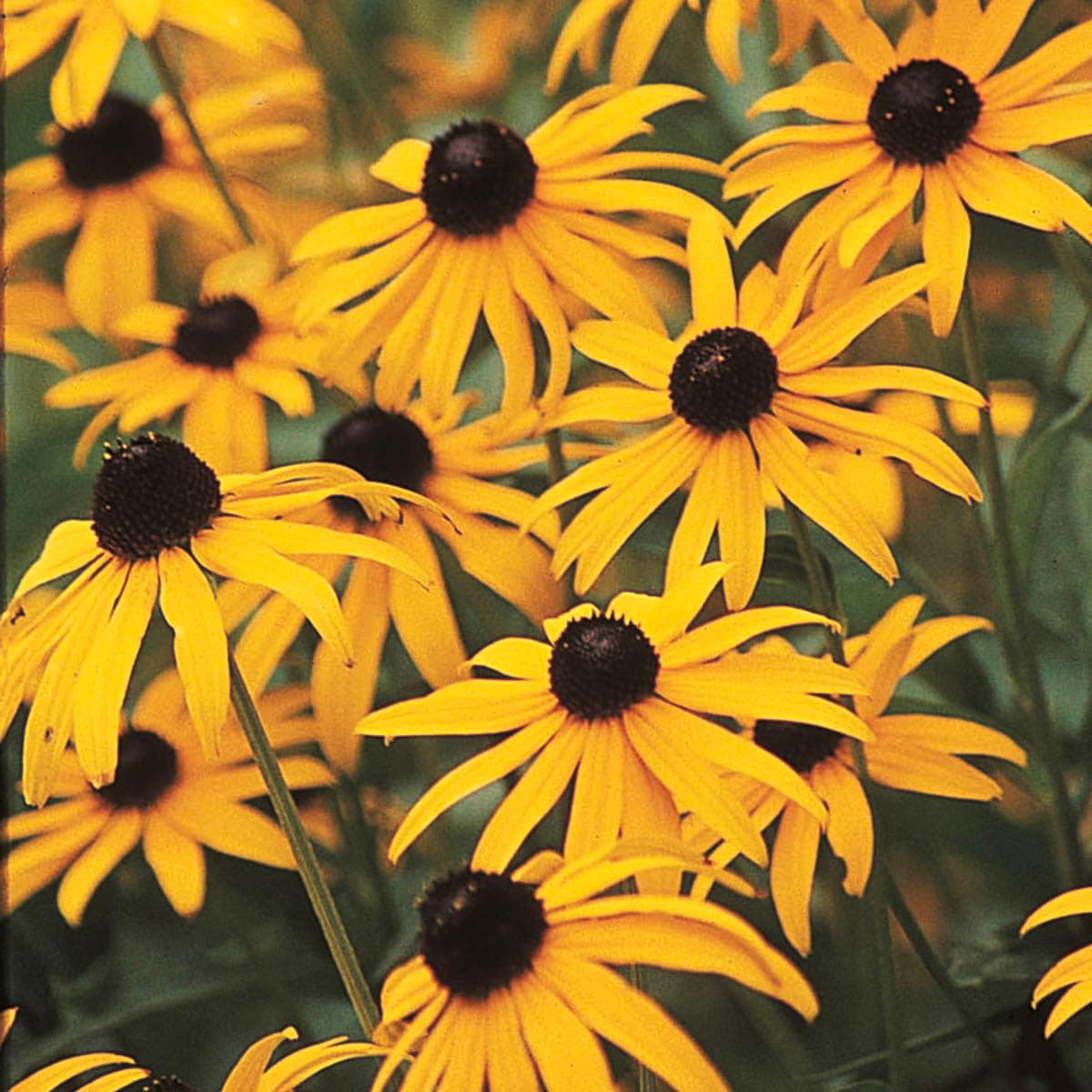 Spring Hill Nurseries 60796 Yellow Black Eyed Susan Goldsturm Plant in 1 -Pack Pot