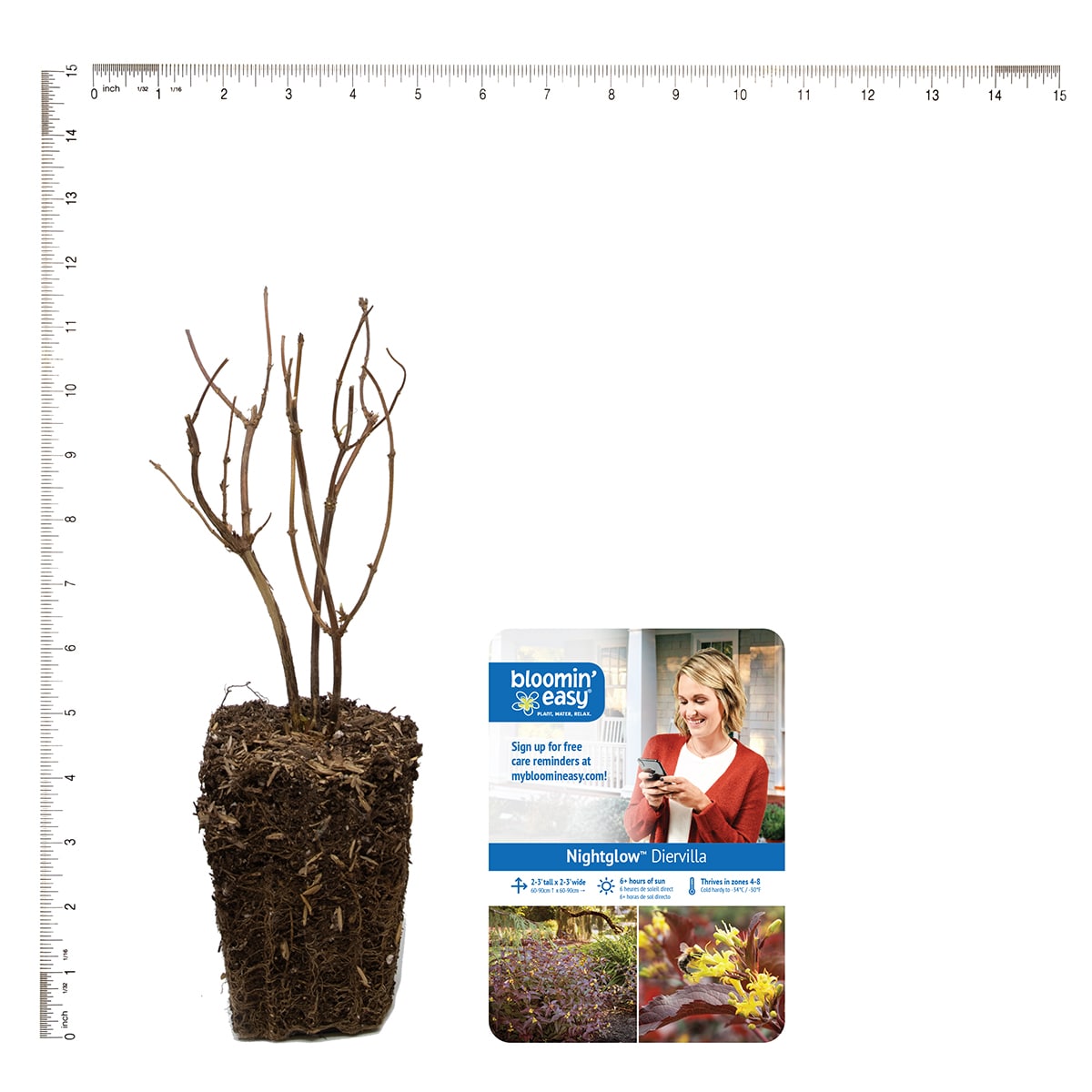 Van Zyverden 82901 Plant-Bulbs - View #4