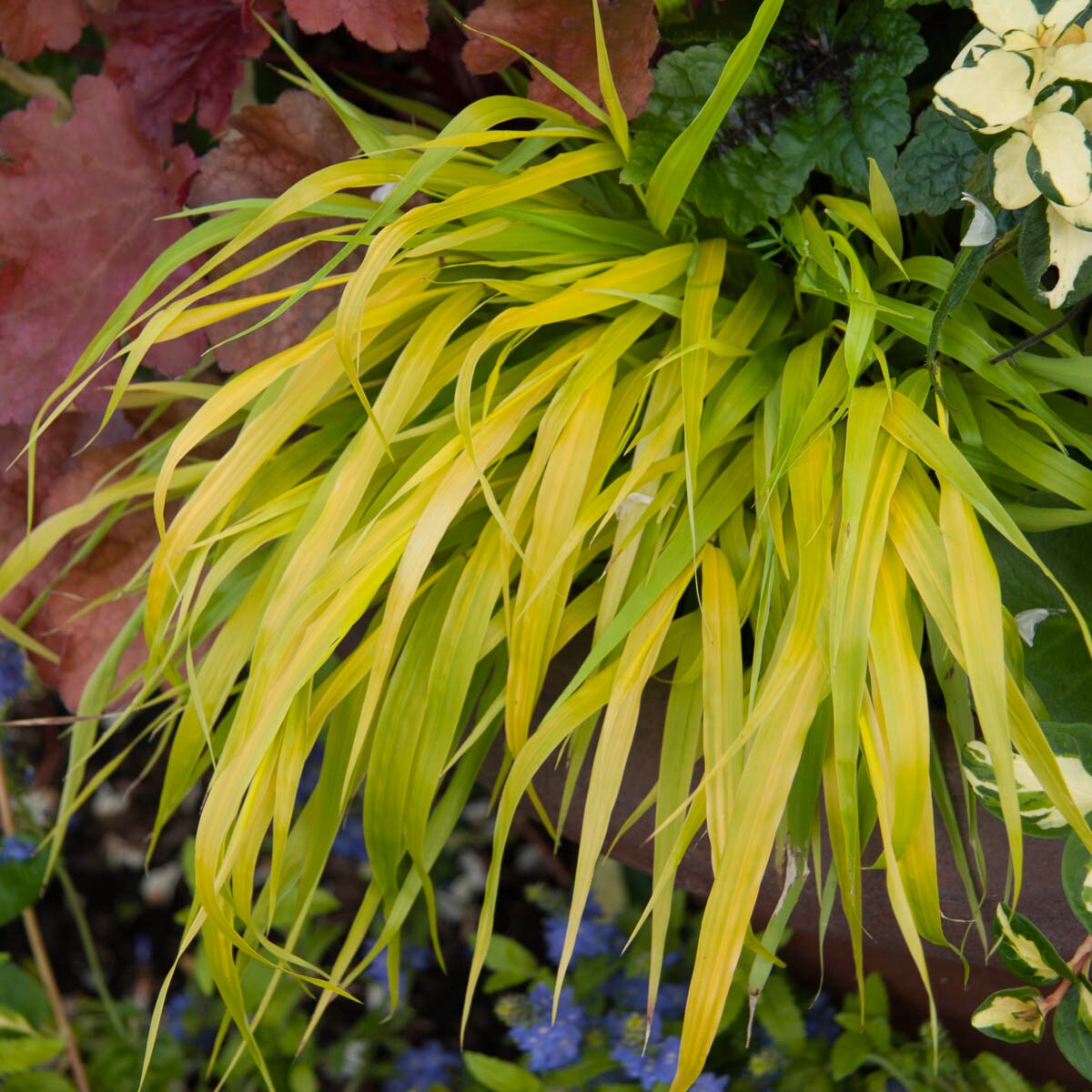 Spring Hill Nurseries 62963 Ornamental-Grasses - View #2