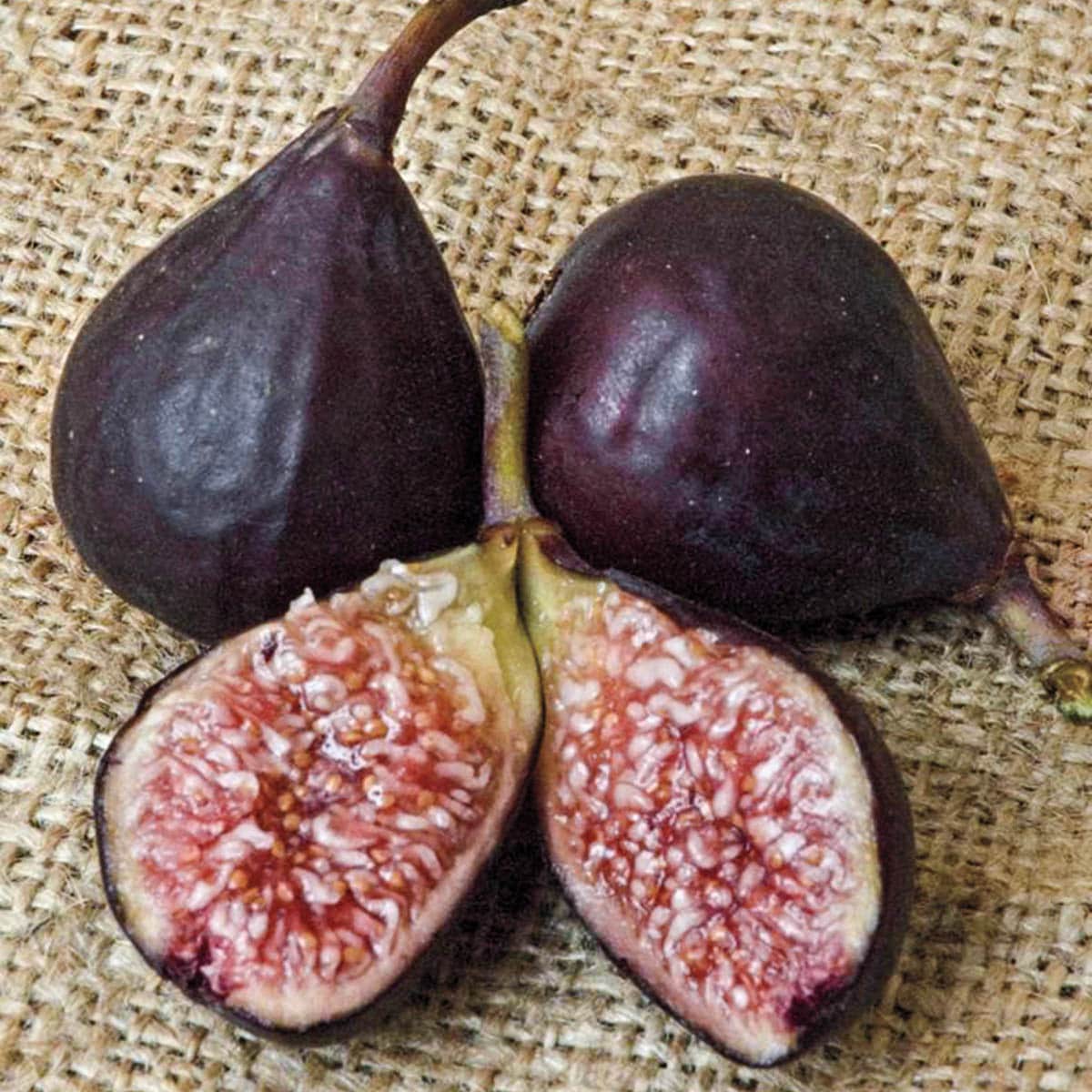 Gurney's Seed and Nursery 92219 1.0 -Pack Fig Plant in Bareroot Spring