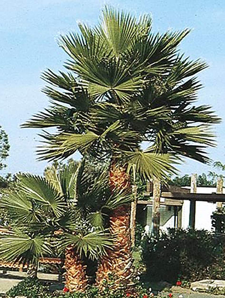 Lowe's 348658 13.0 -Gallon Feature Mexican Fan Palm In pot (with soil)